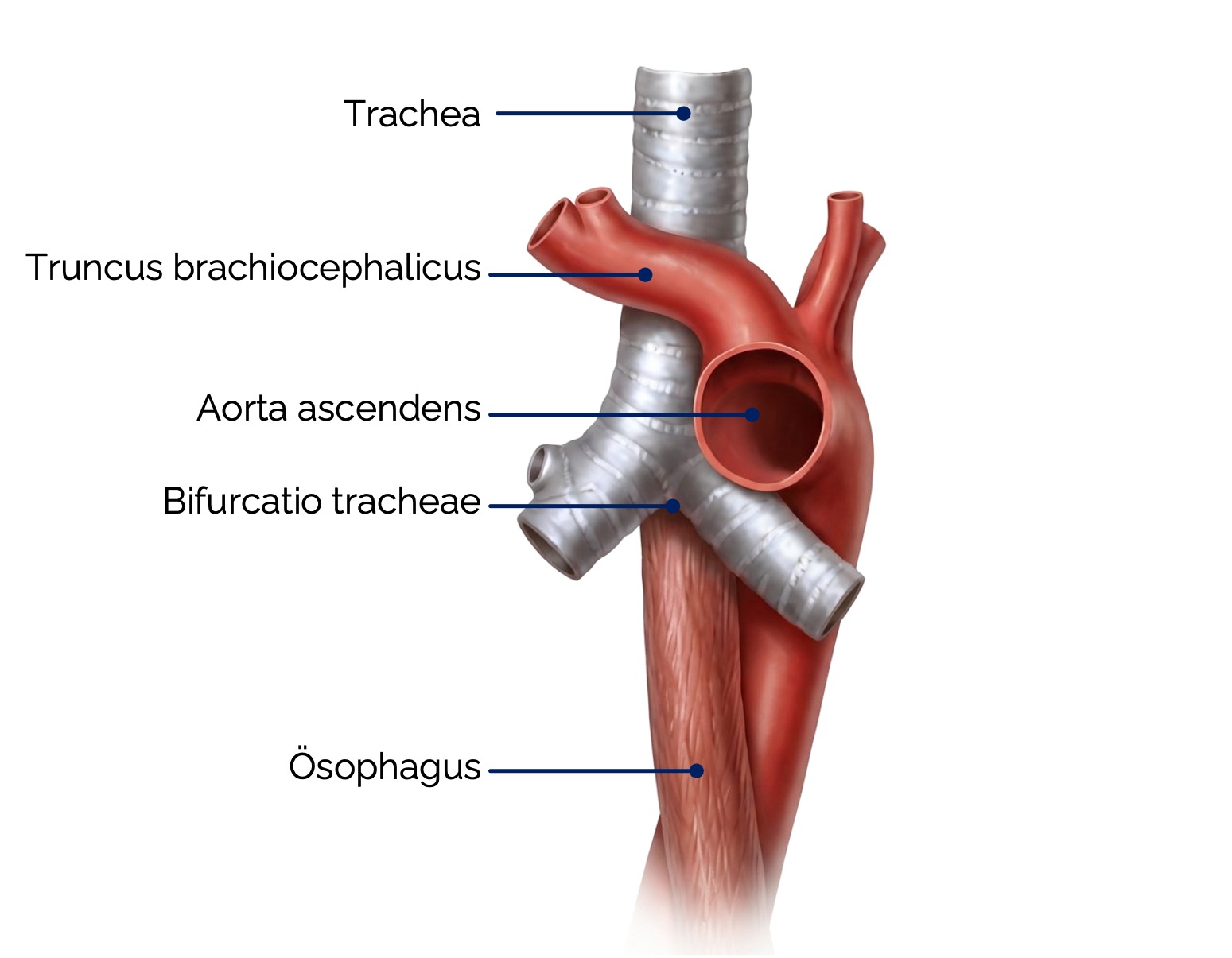 Trachea, Aortenbogen und große Gefäße