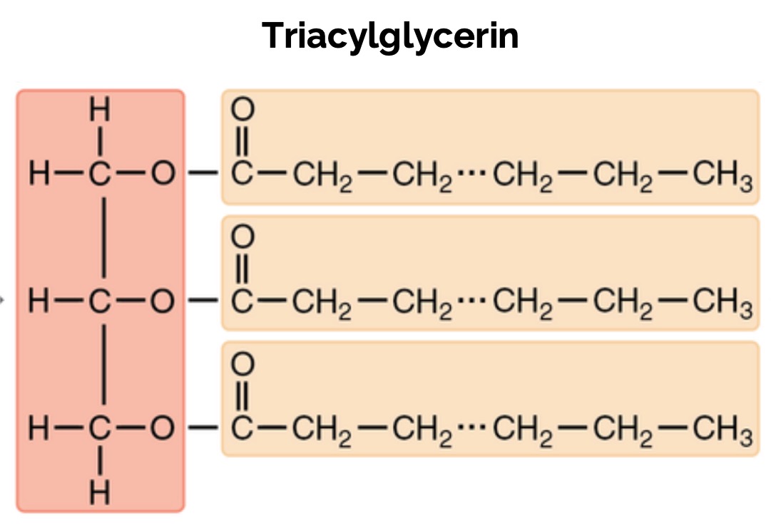 Triacylglycerin