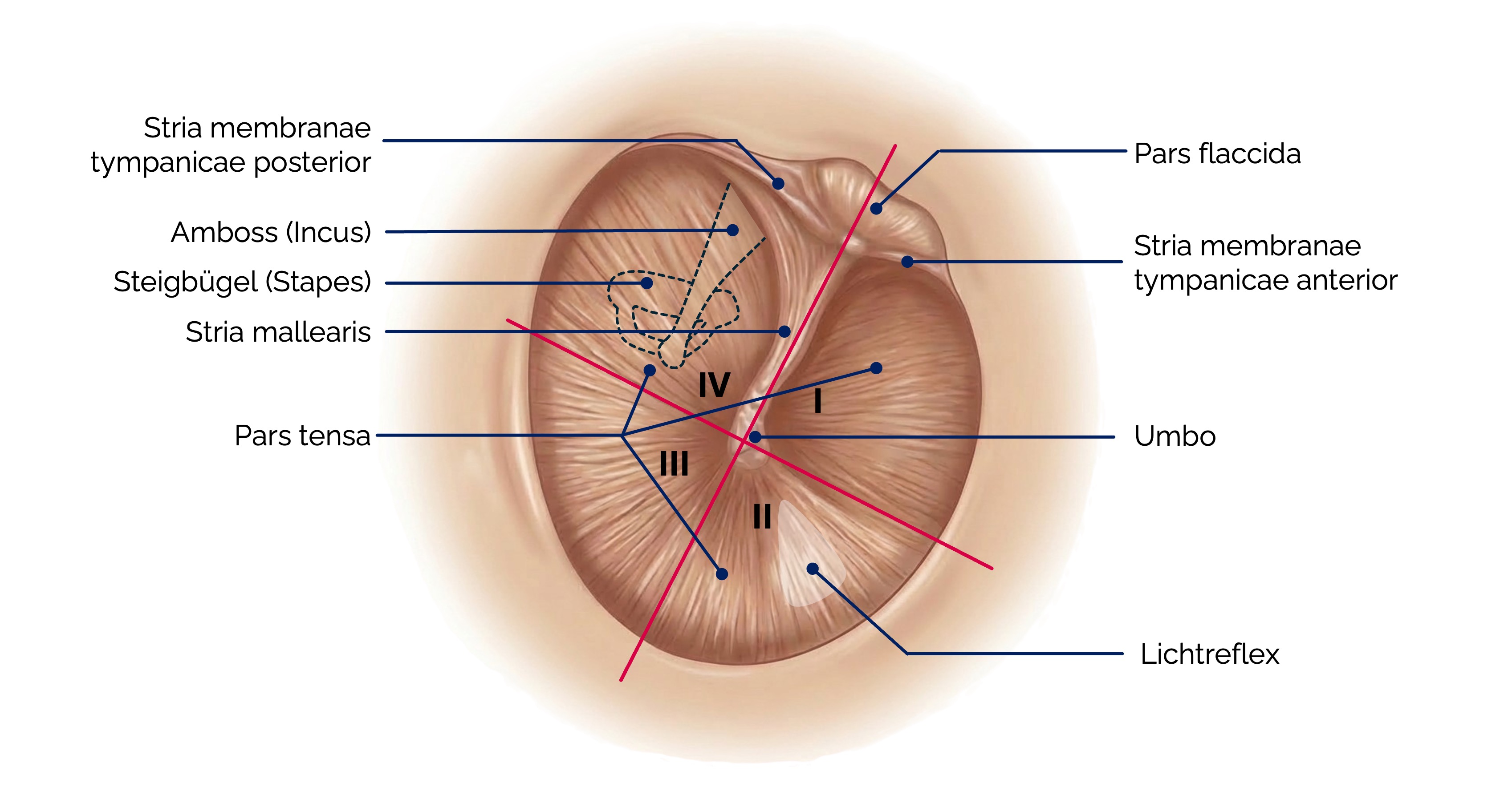 Trommelfell (Membrana tympanica)