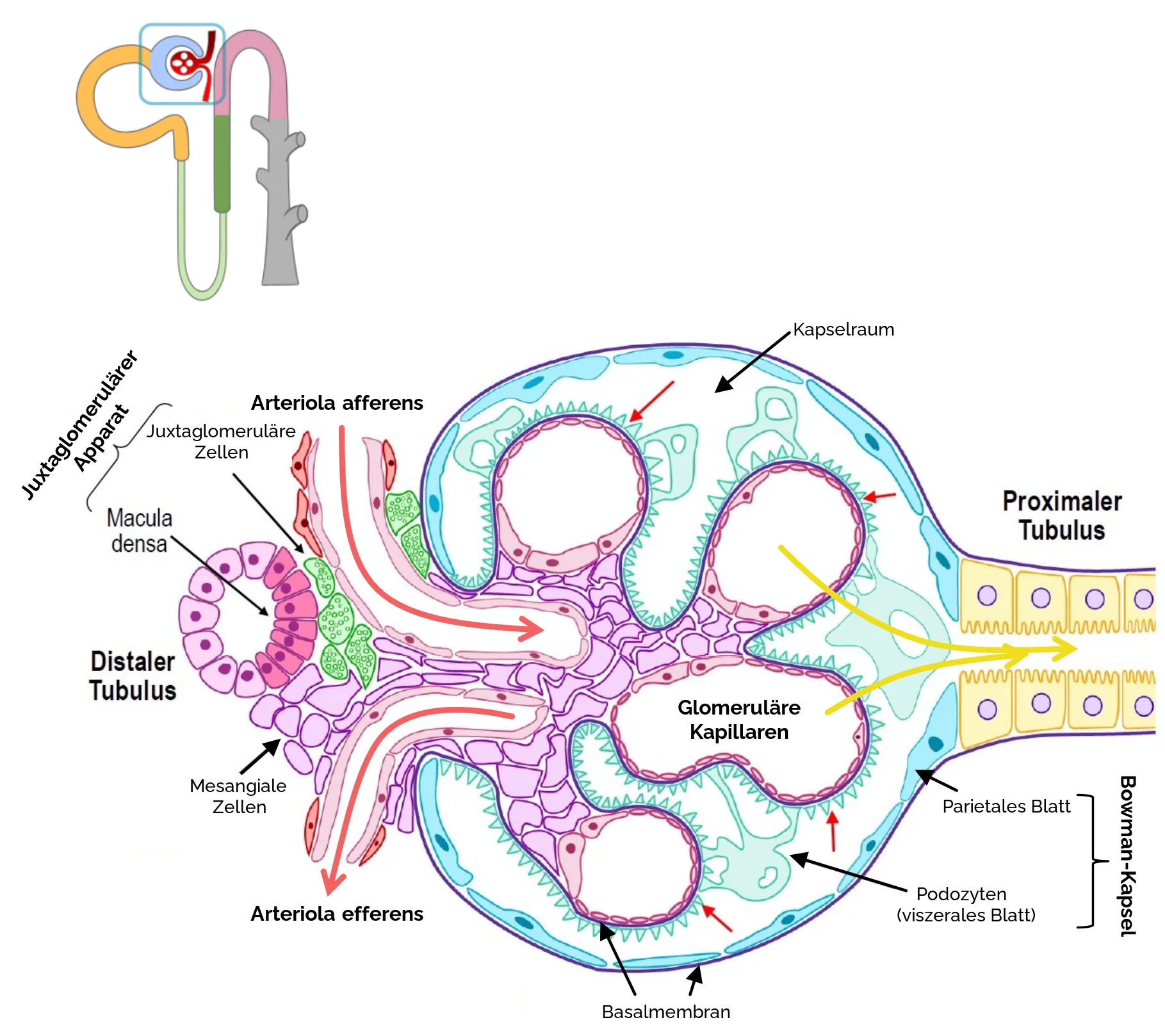 Tubuloglomerulärer Feedback