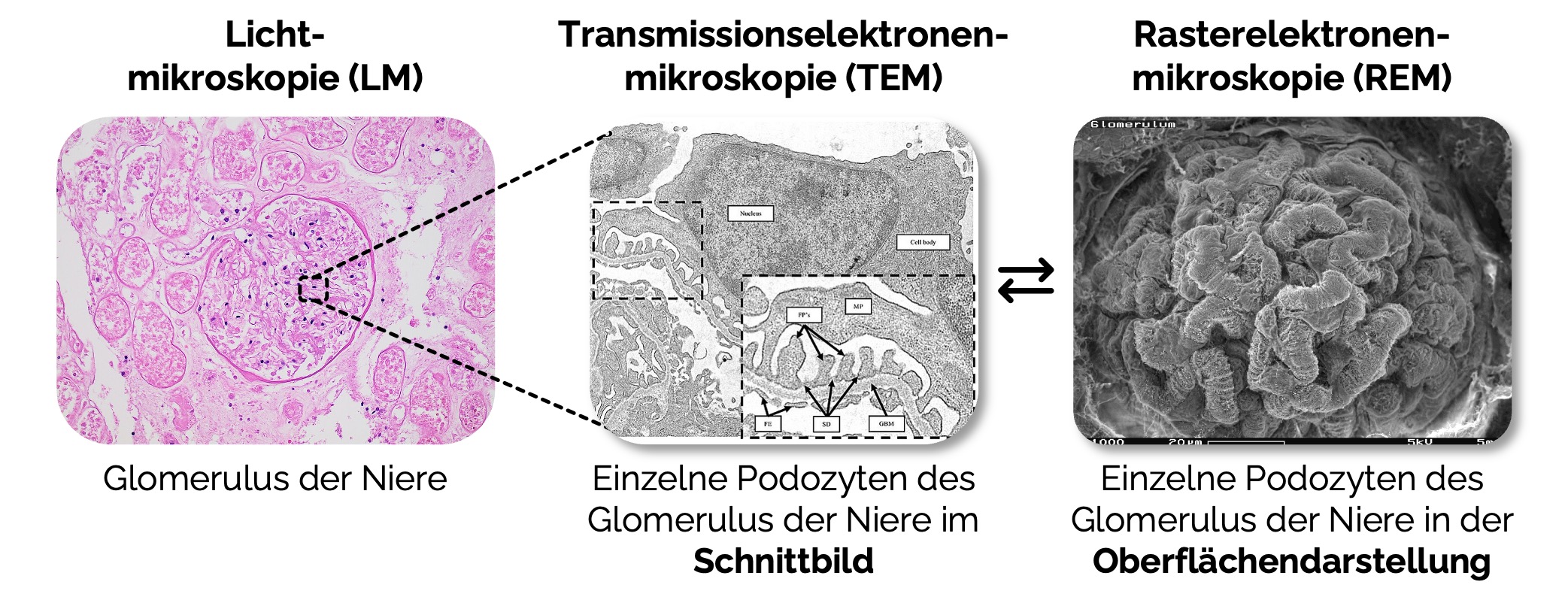 Übersicht über die verschiedenen Mikroskopiebilder