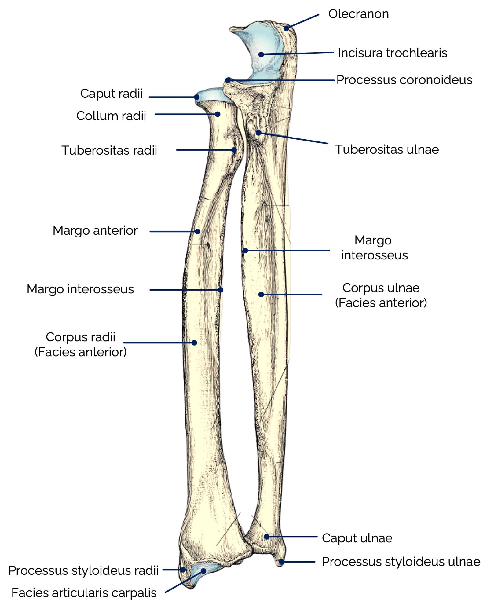 Unterarmknochen: Elle (Ulna) und Speiche (Radius)