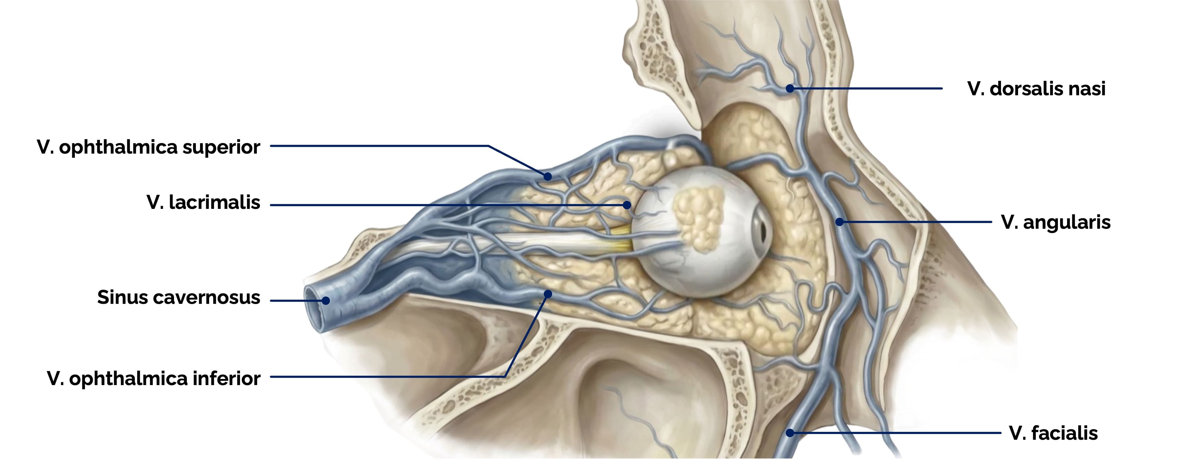 Venöser Abfluss des Auges und der Orbita