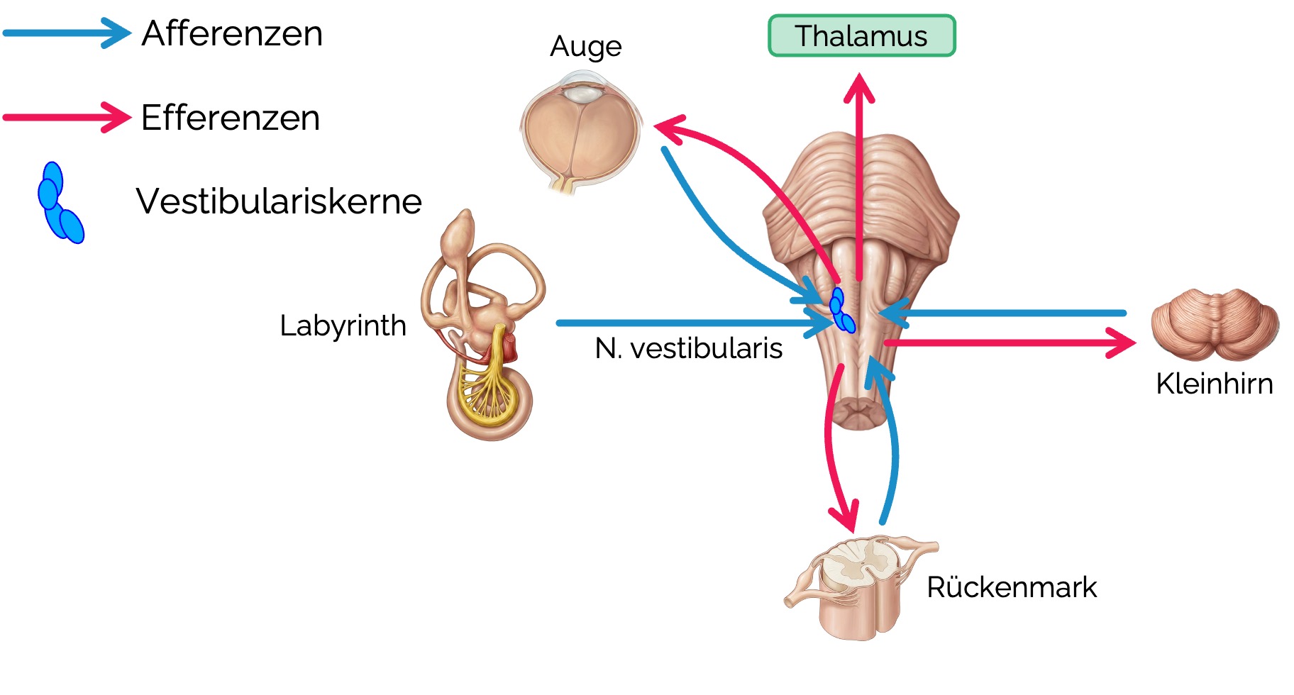 Vestibulres System - Medi Know