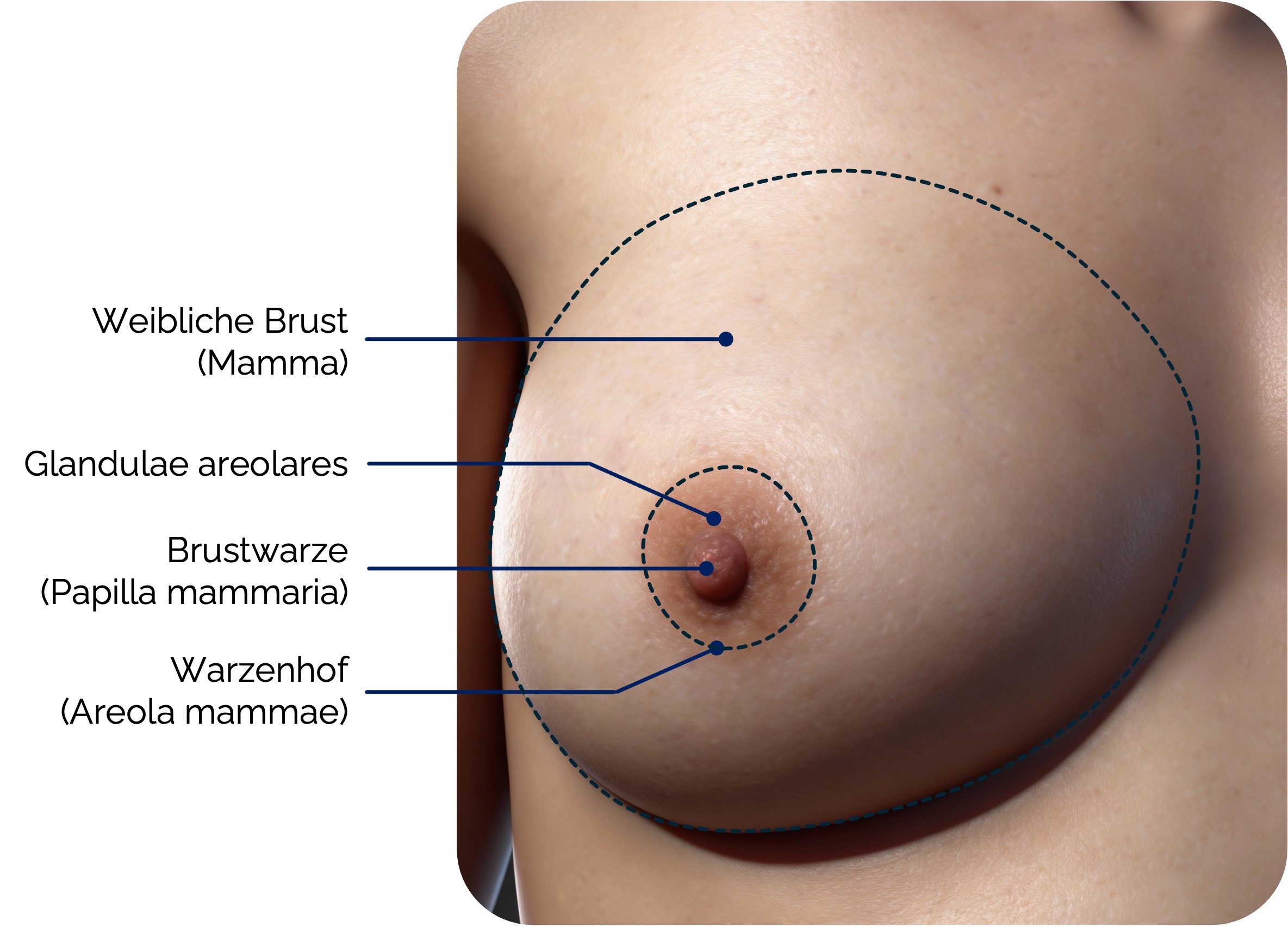 Äußere Anatomie der weiblichen Brust (Mamma)