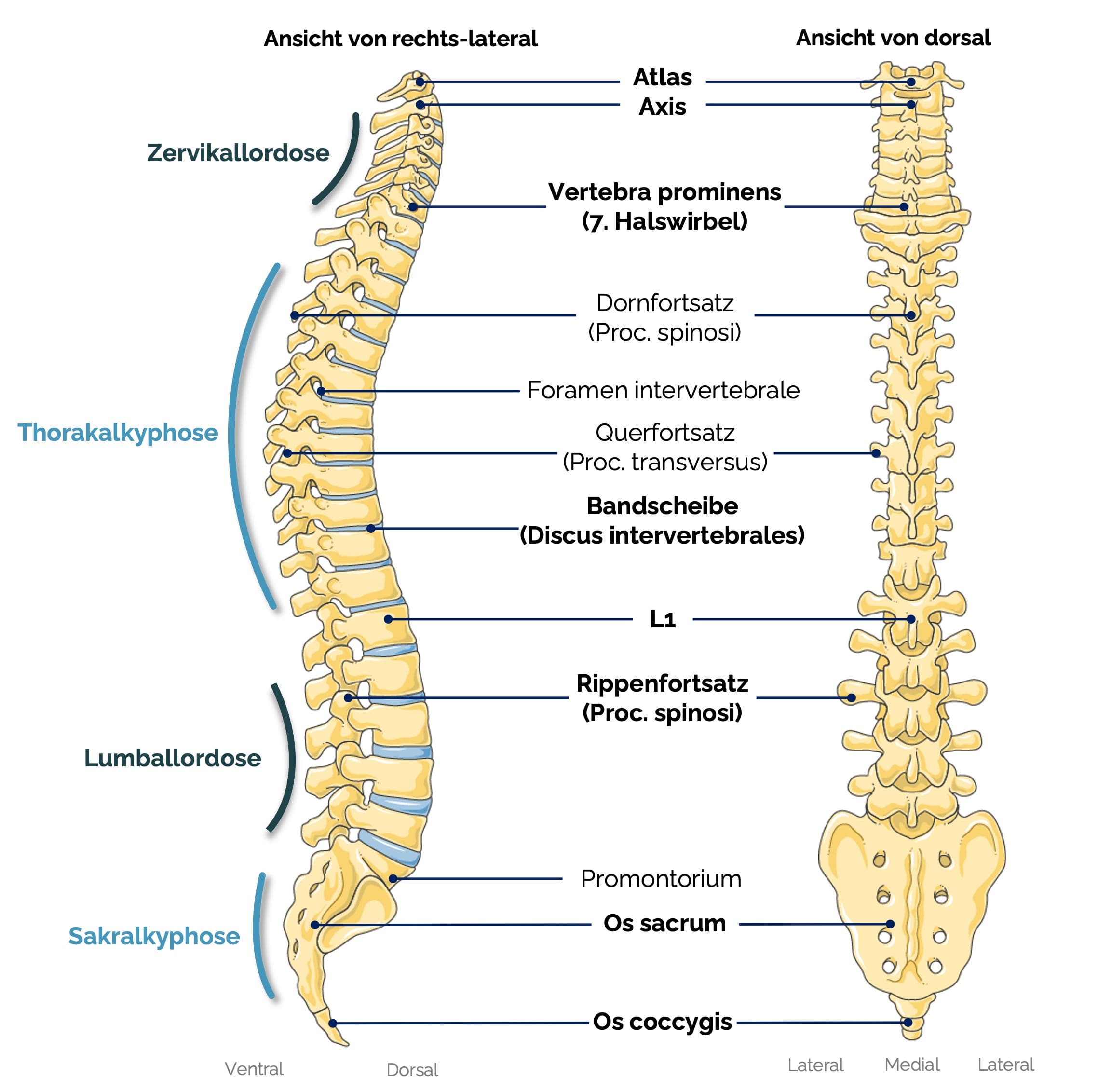 Wirbelsäule (Columna vertebralis)