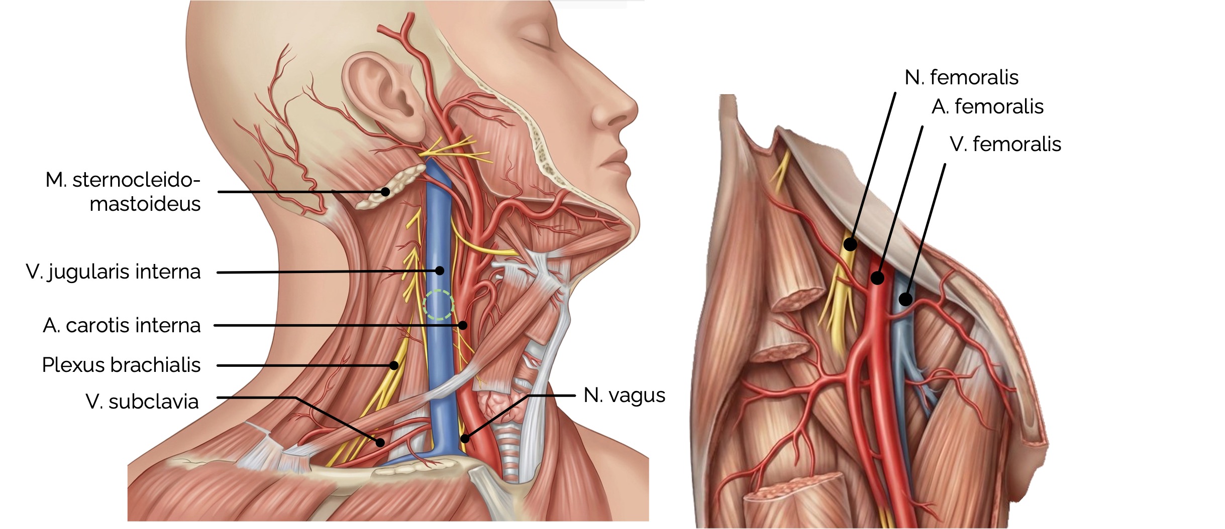 ZVK-Anlage: anatomische Grundlagen