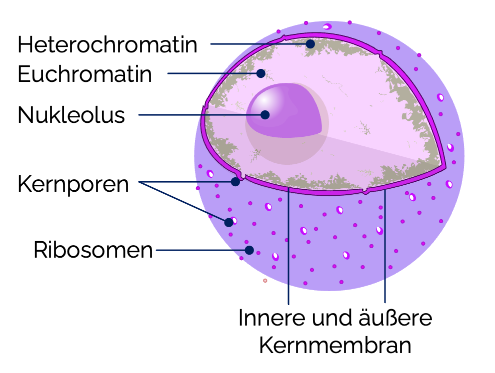 Zellkern