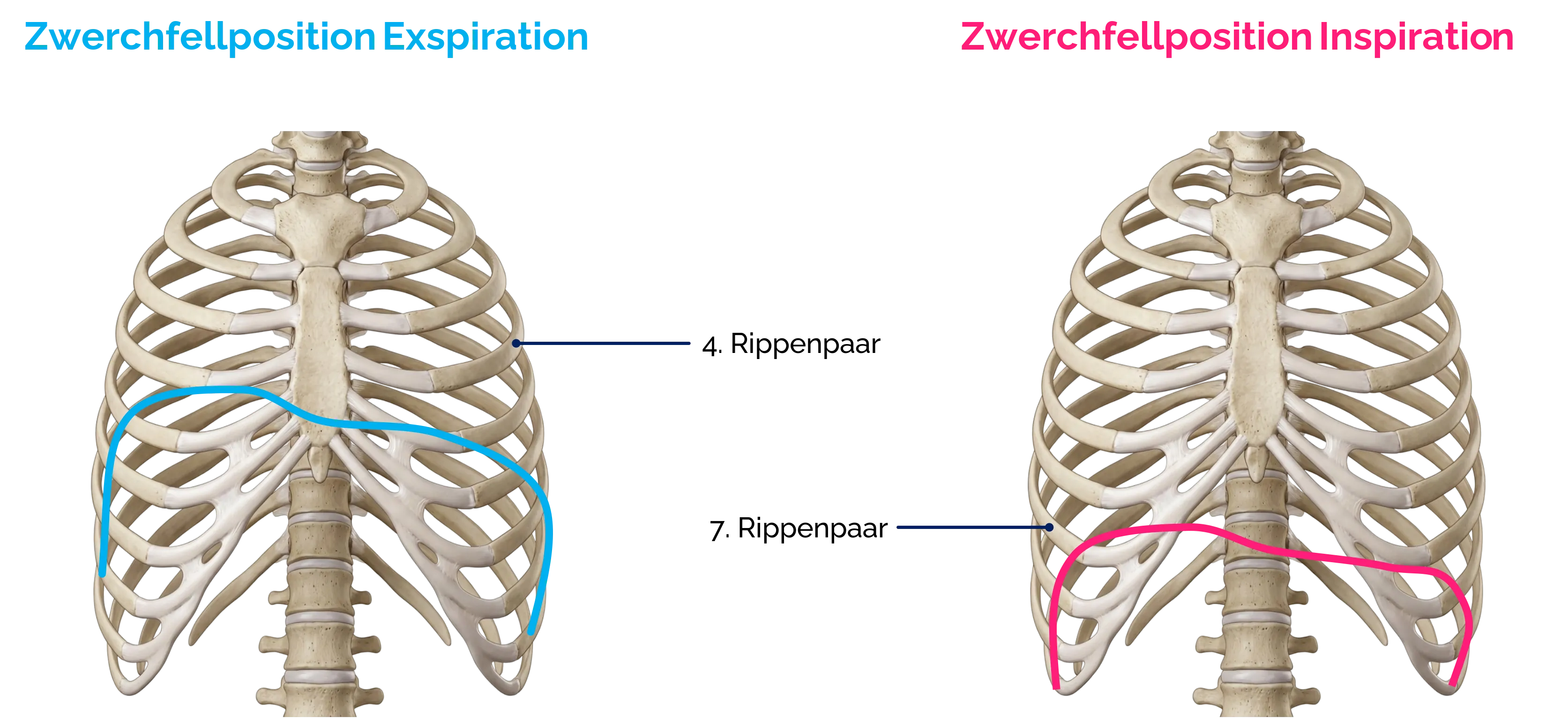 Zwerchfell während Inspiration und Exspiration