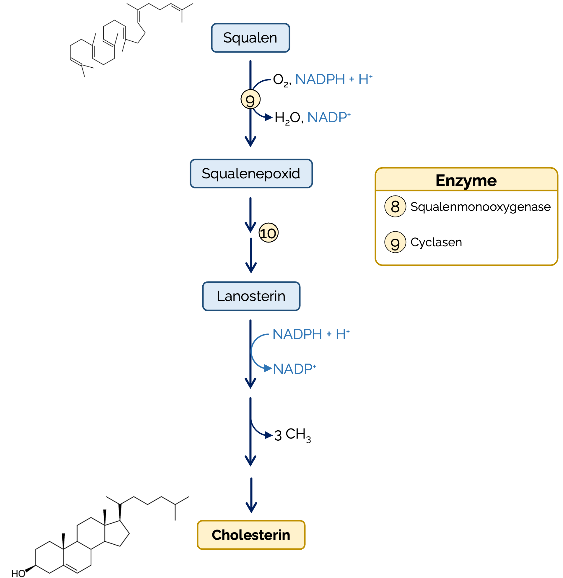 Zyklisierung von Squalen zu Cholesterin (C27)
