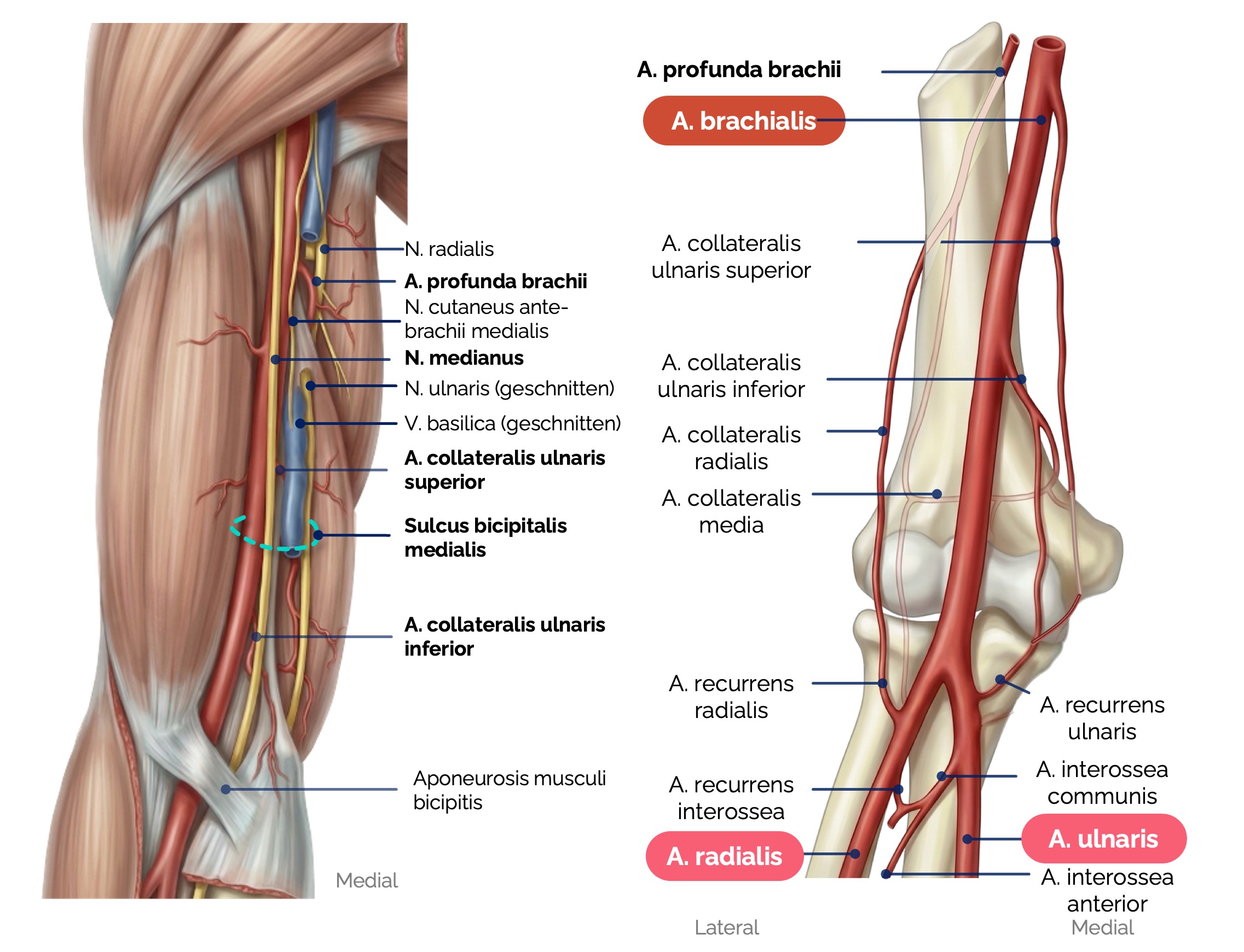 Verlauf und Äste der A. brachialis