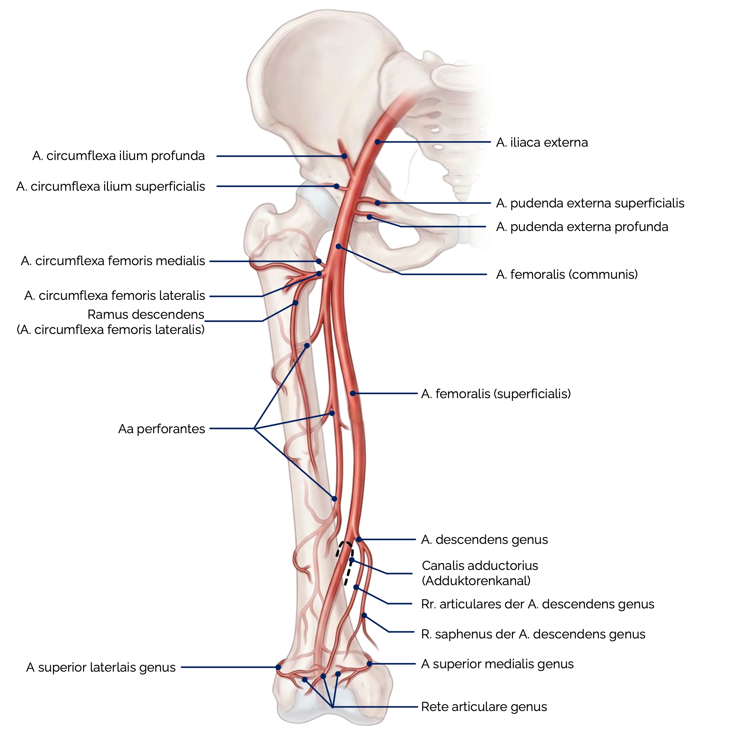 Arterielle Versorgung des Oberschenkels