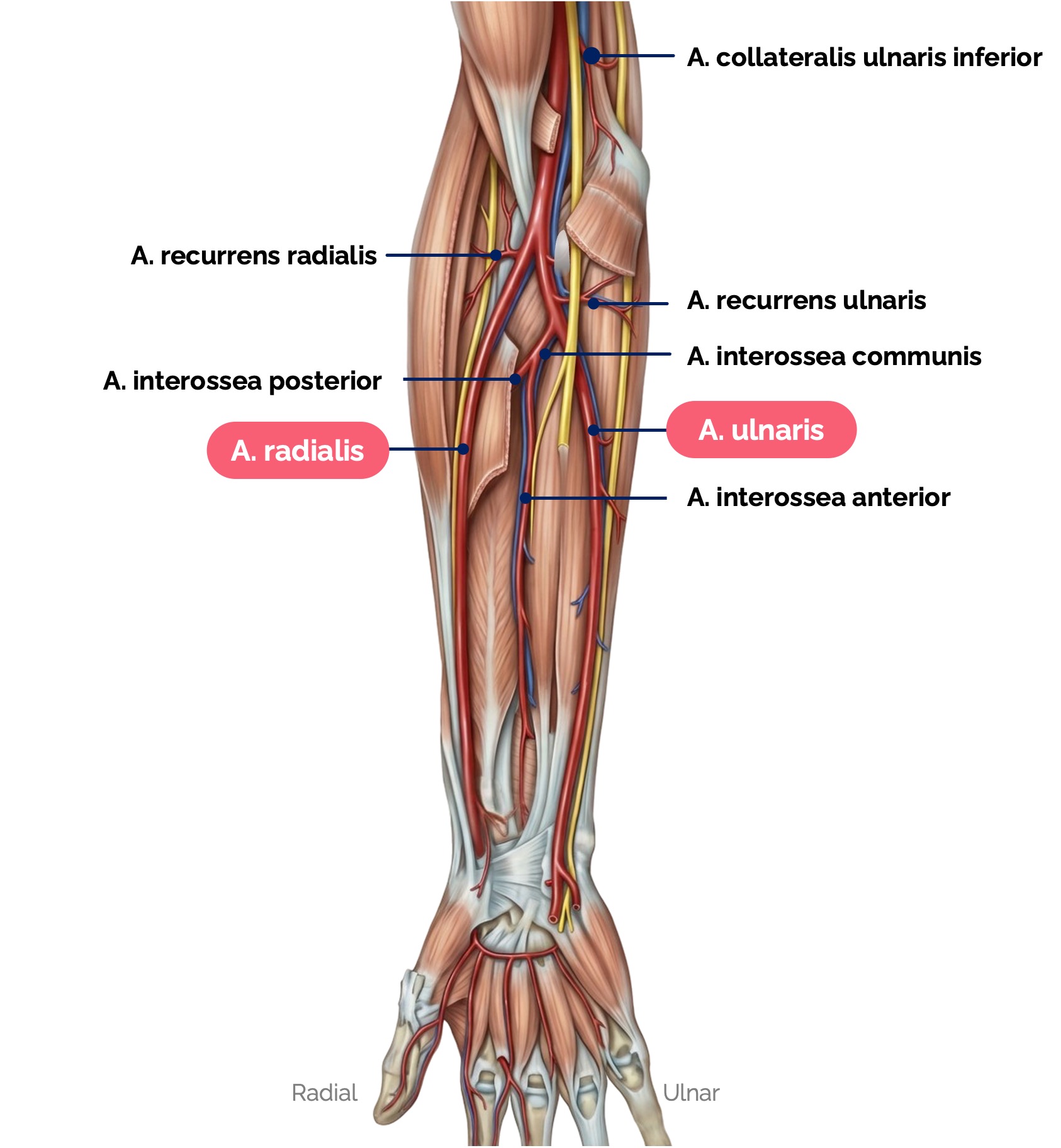Arteria radialis und Arteria ulnaris – Verlauf und Äste im Unterarm