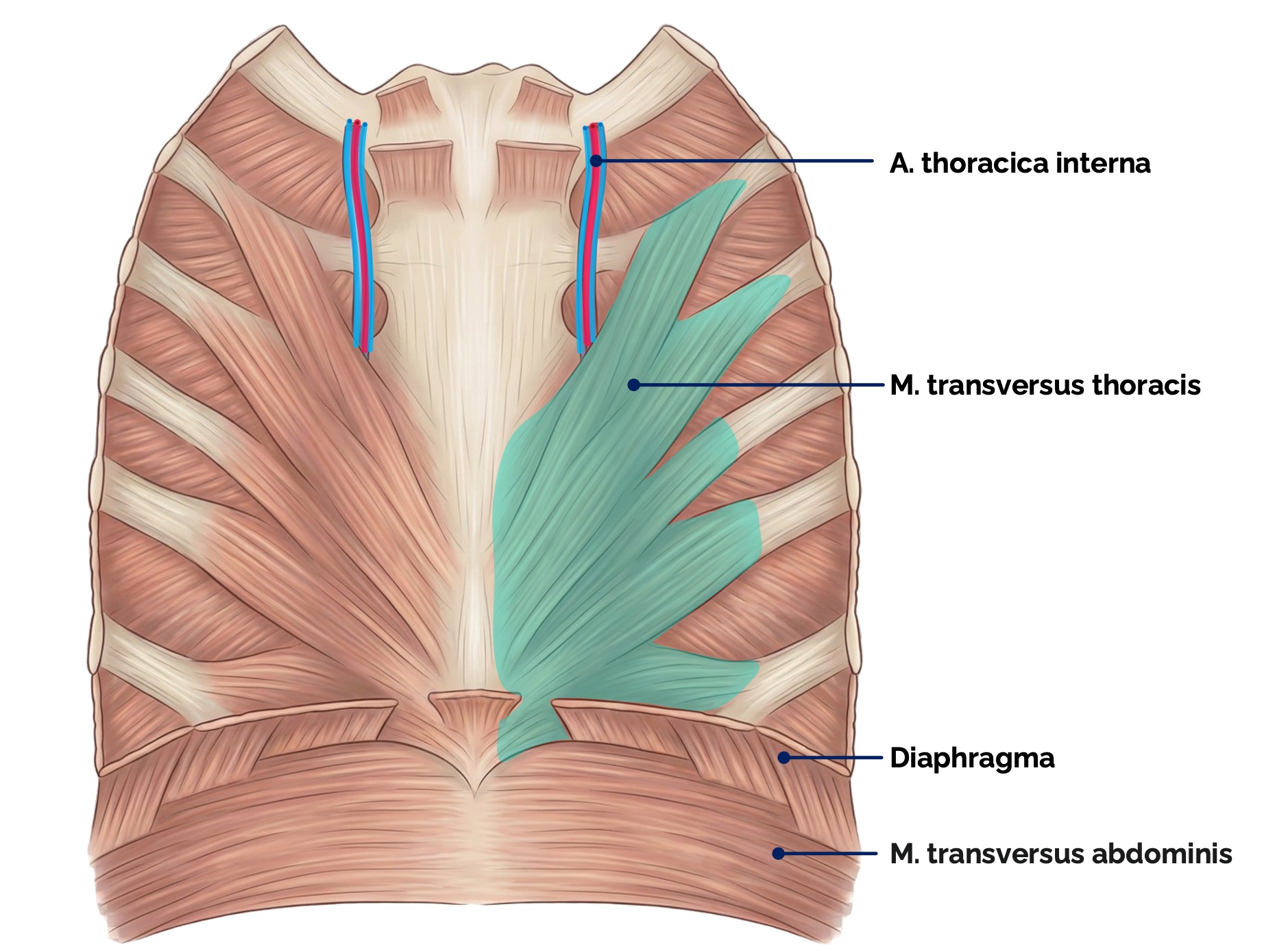 M. transversus thoracis