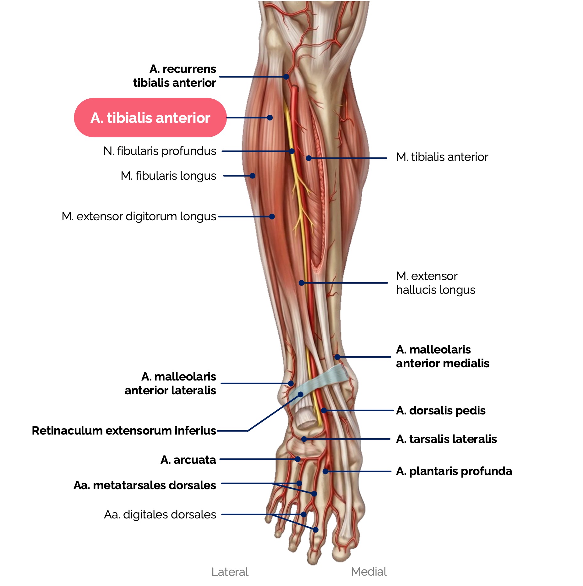 Arteria tibialis anterior