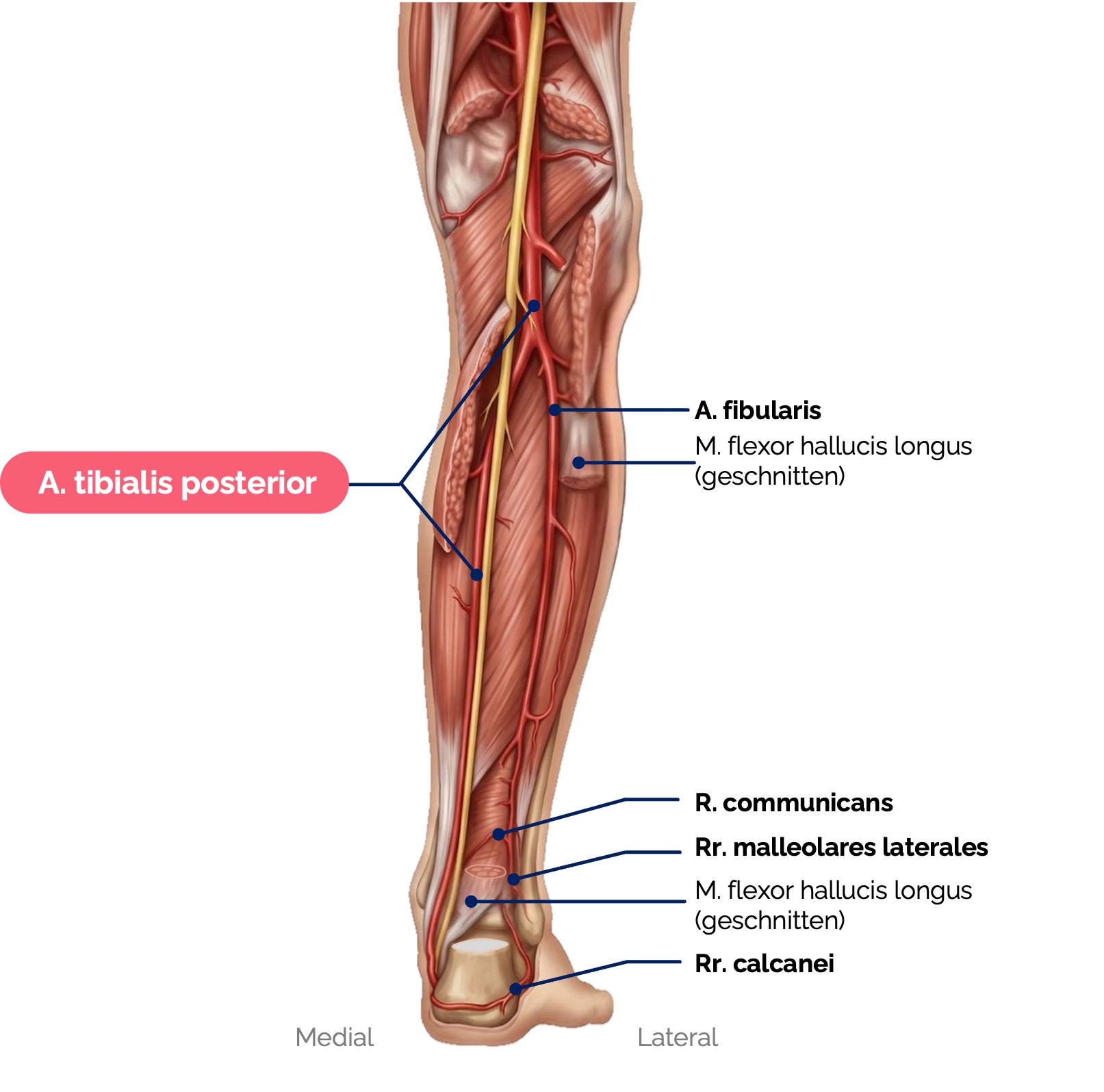 Arteria tibialis posterior