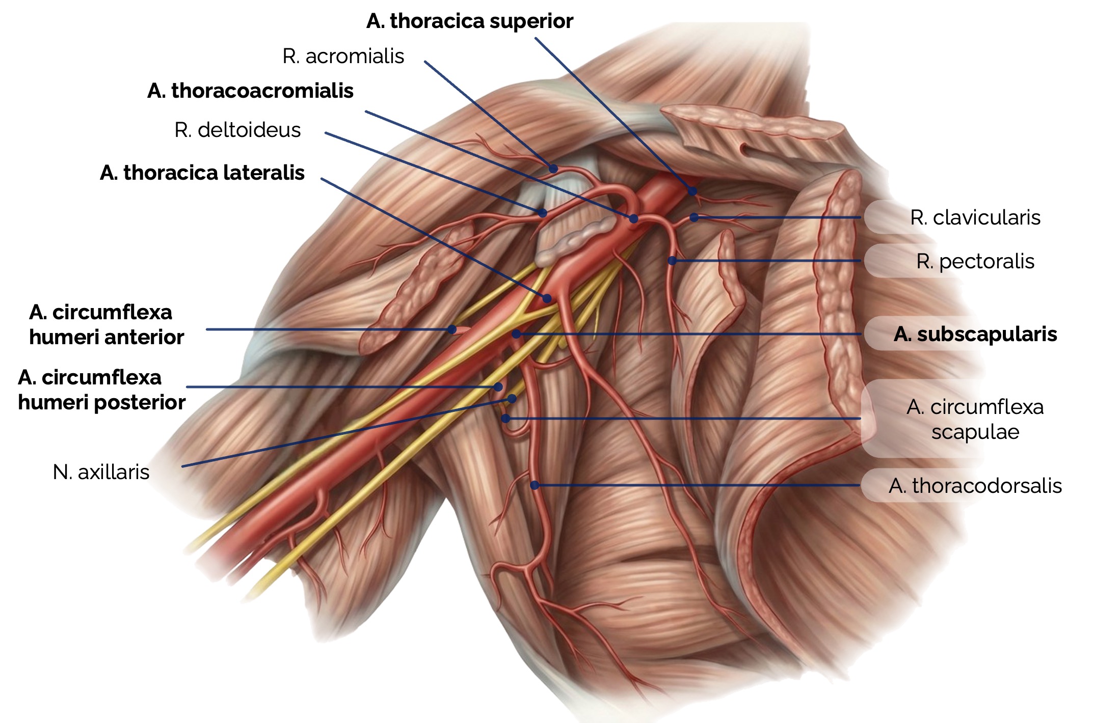Äste der Arteria axillaris