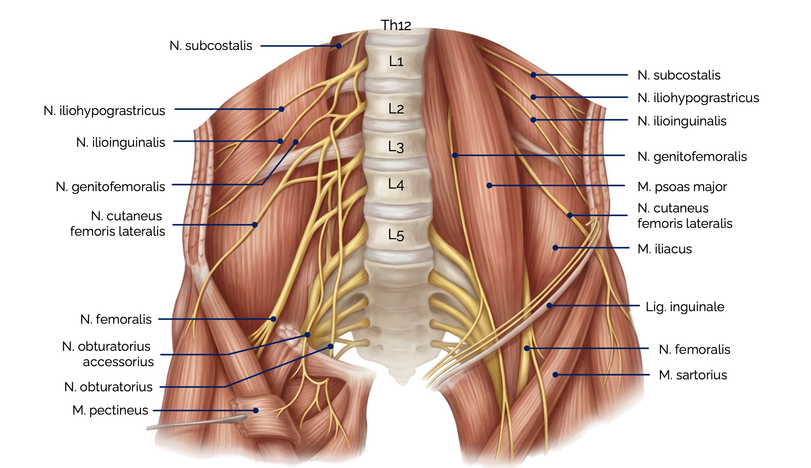 Äste des Plexus lumbosacralis – Übersicht der Lumbalnerven