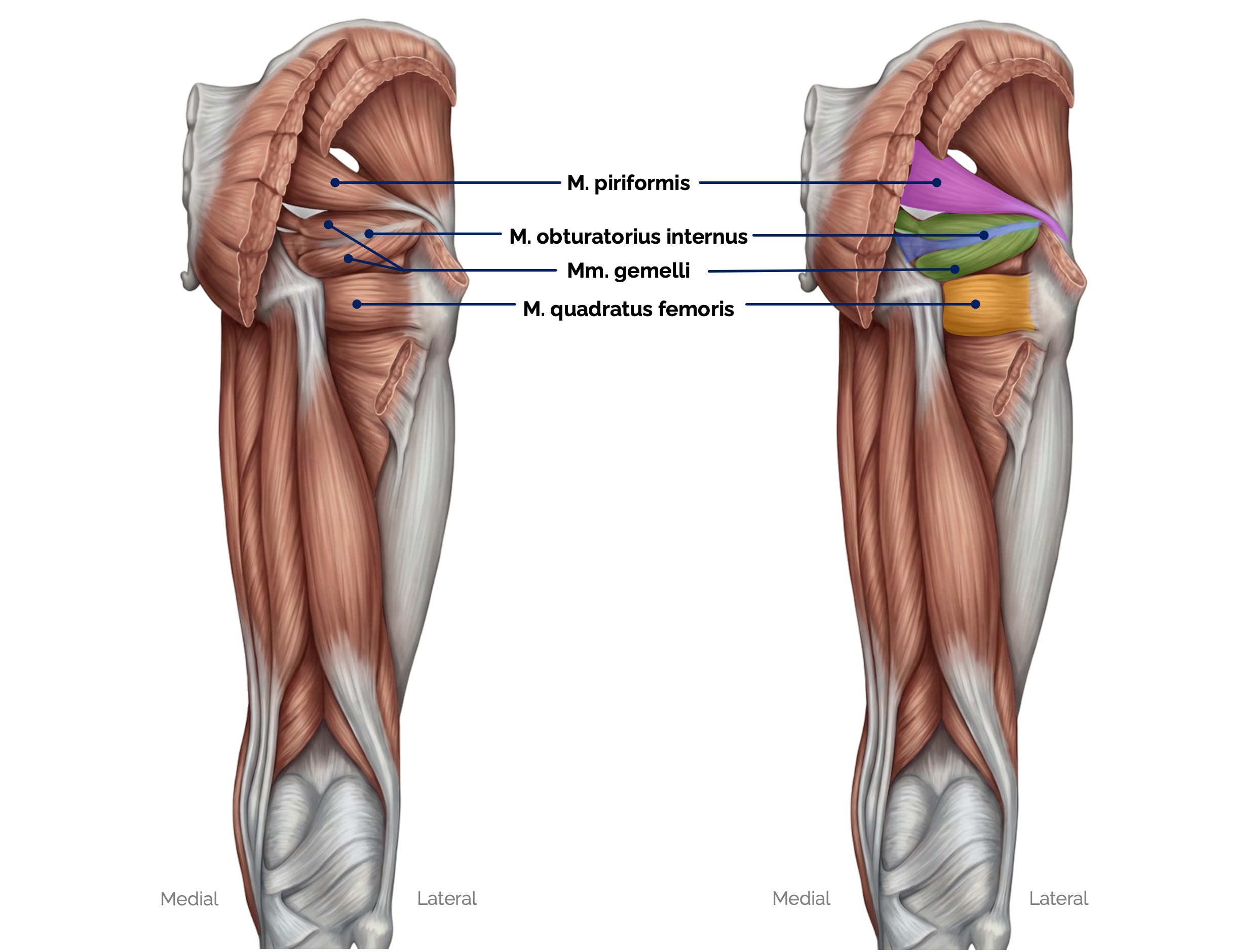 Äußere Hüftmuskulatur