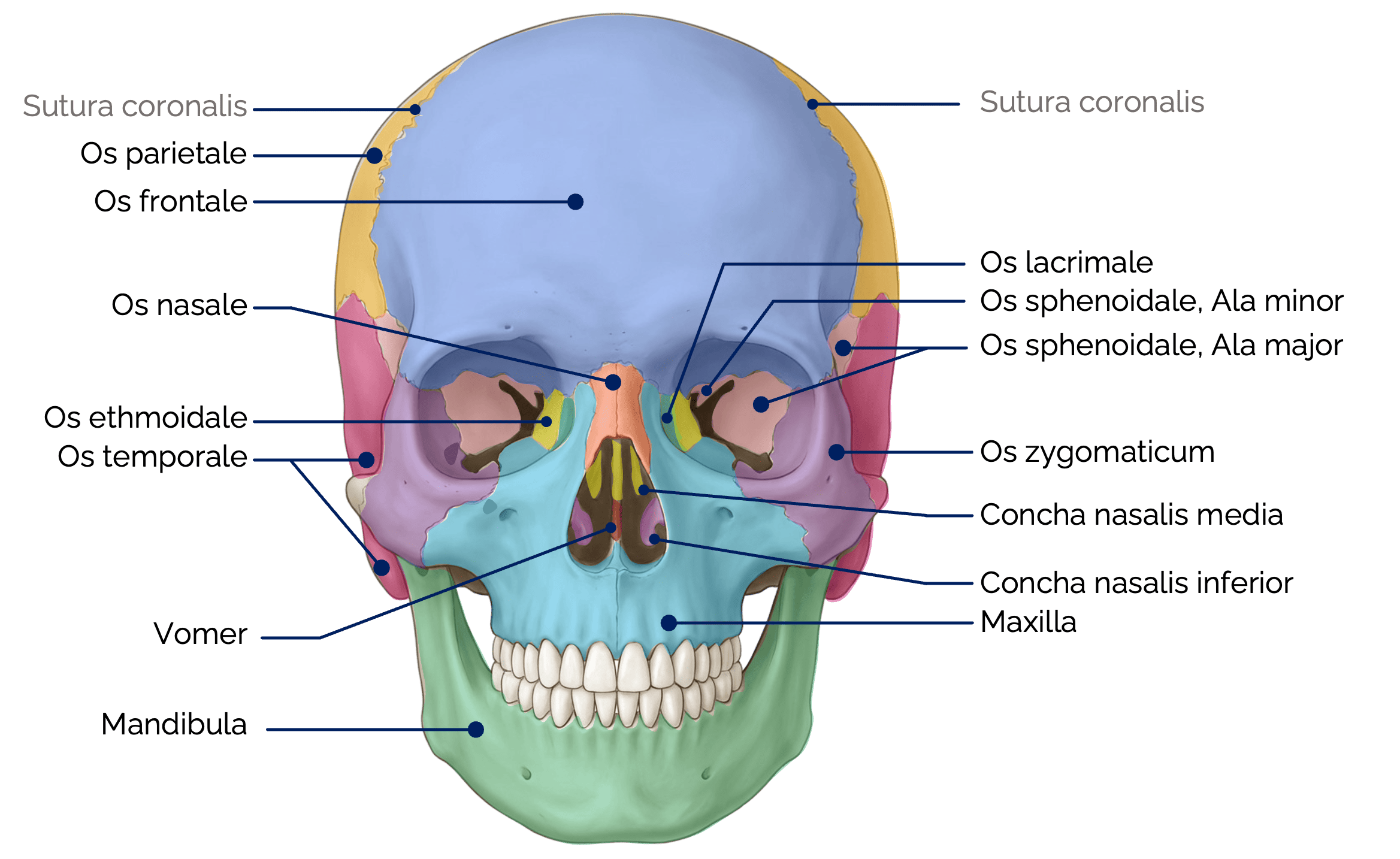 Anatomie der Schädelknochen (Frontalansicht)