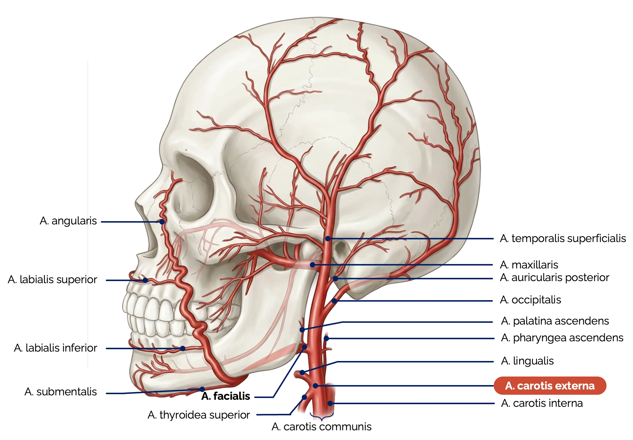 Äste der A. carotis externa und A. facialis