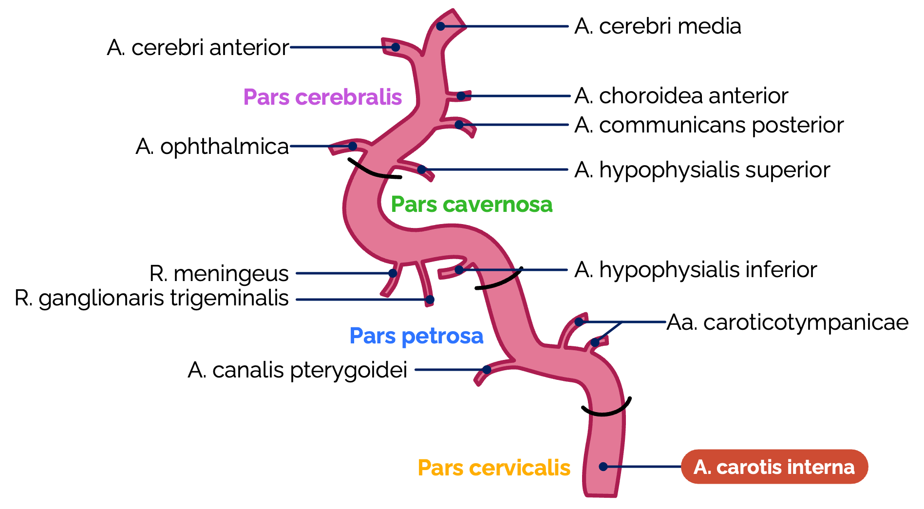 Arteria carotis interna – Segmente und Äste