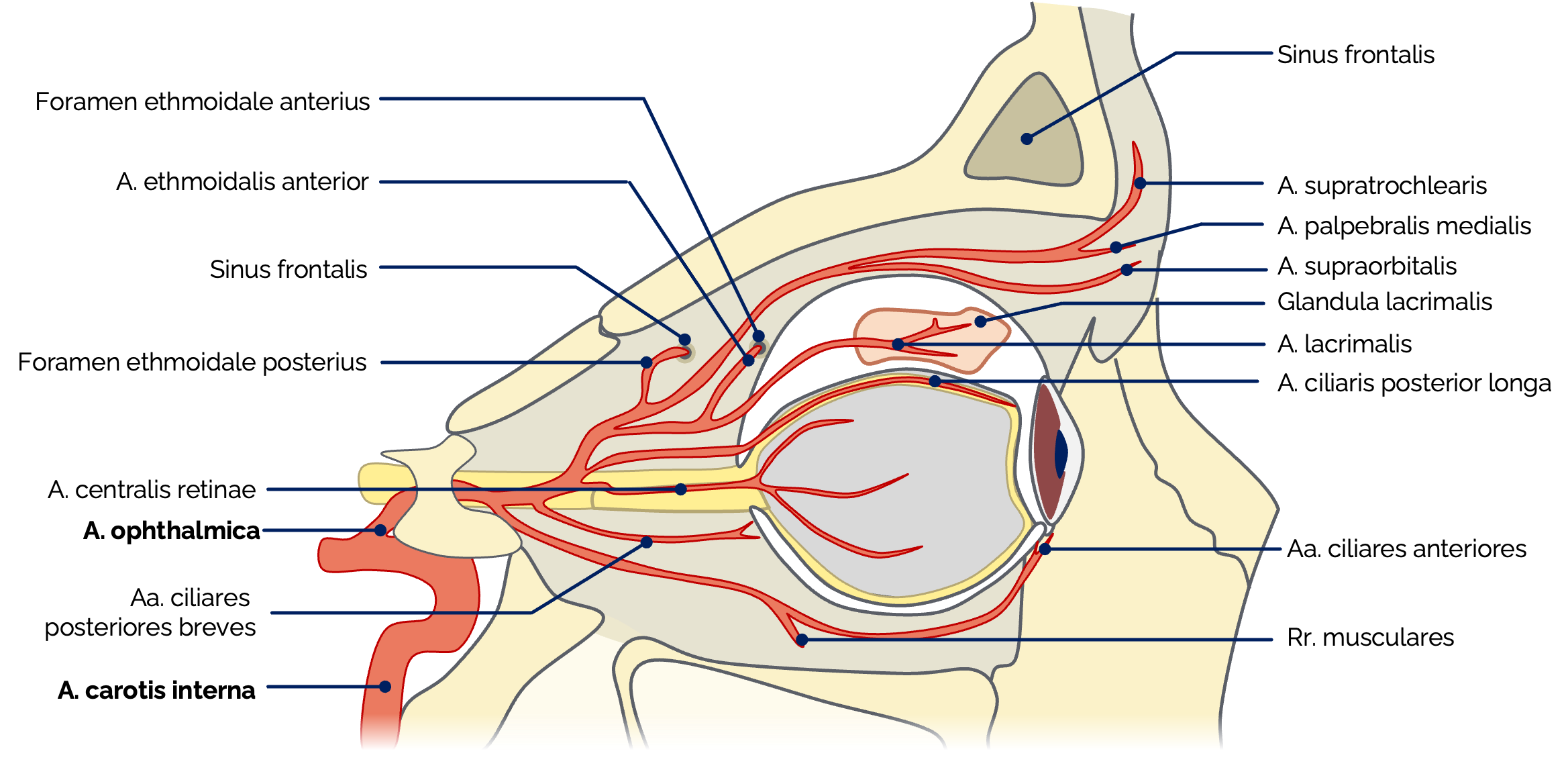 Äste der A. ophthalmica (Ansicht von rechts-lateral)