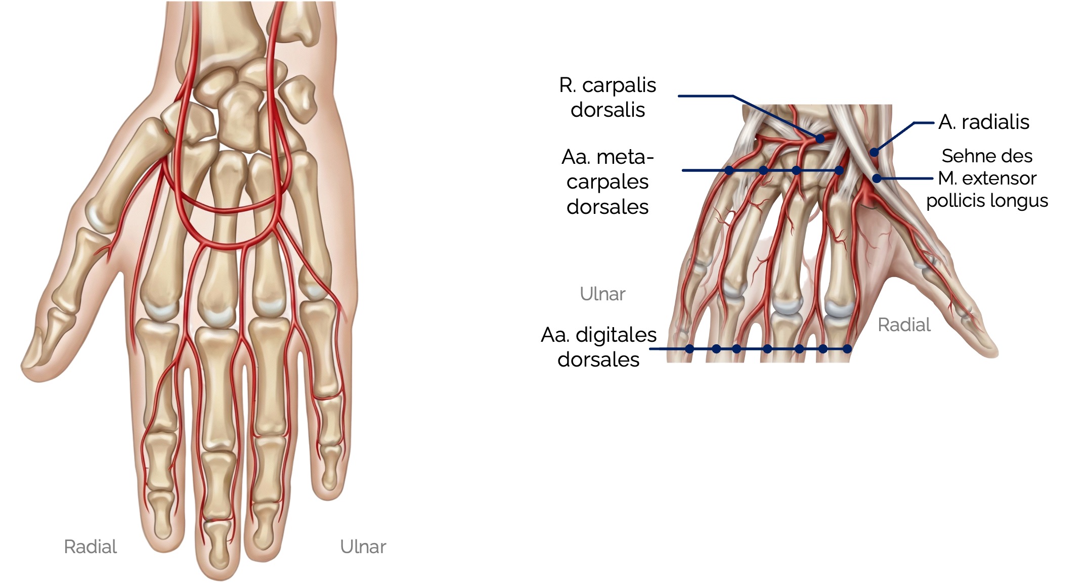 Arterielle Gefäßversorgung der Hand – Arcus palmaris und dorsale Arterien