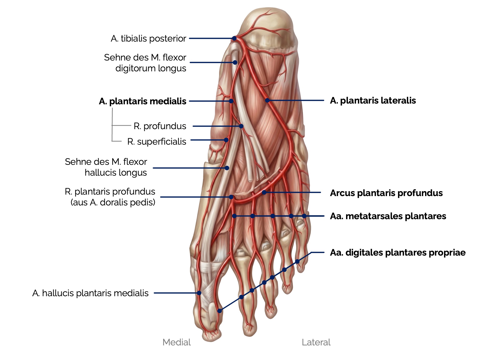 A. tibialis posterior
