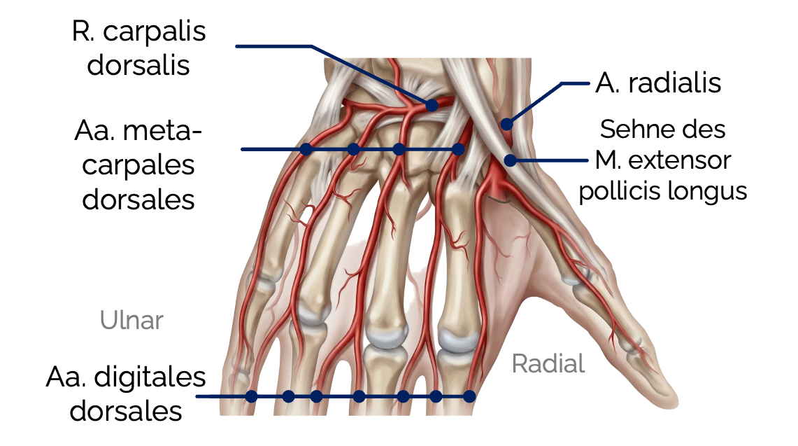 Arterien der Hand (Ansicht von dorsal)