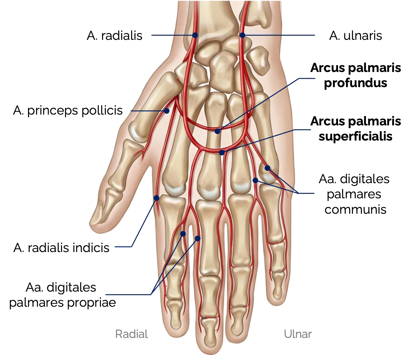 Arterielle Gefäßversorgung der Hand – Arcus palmaris und dorsale Arterien