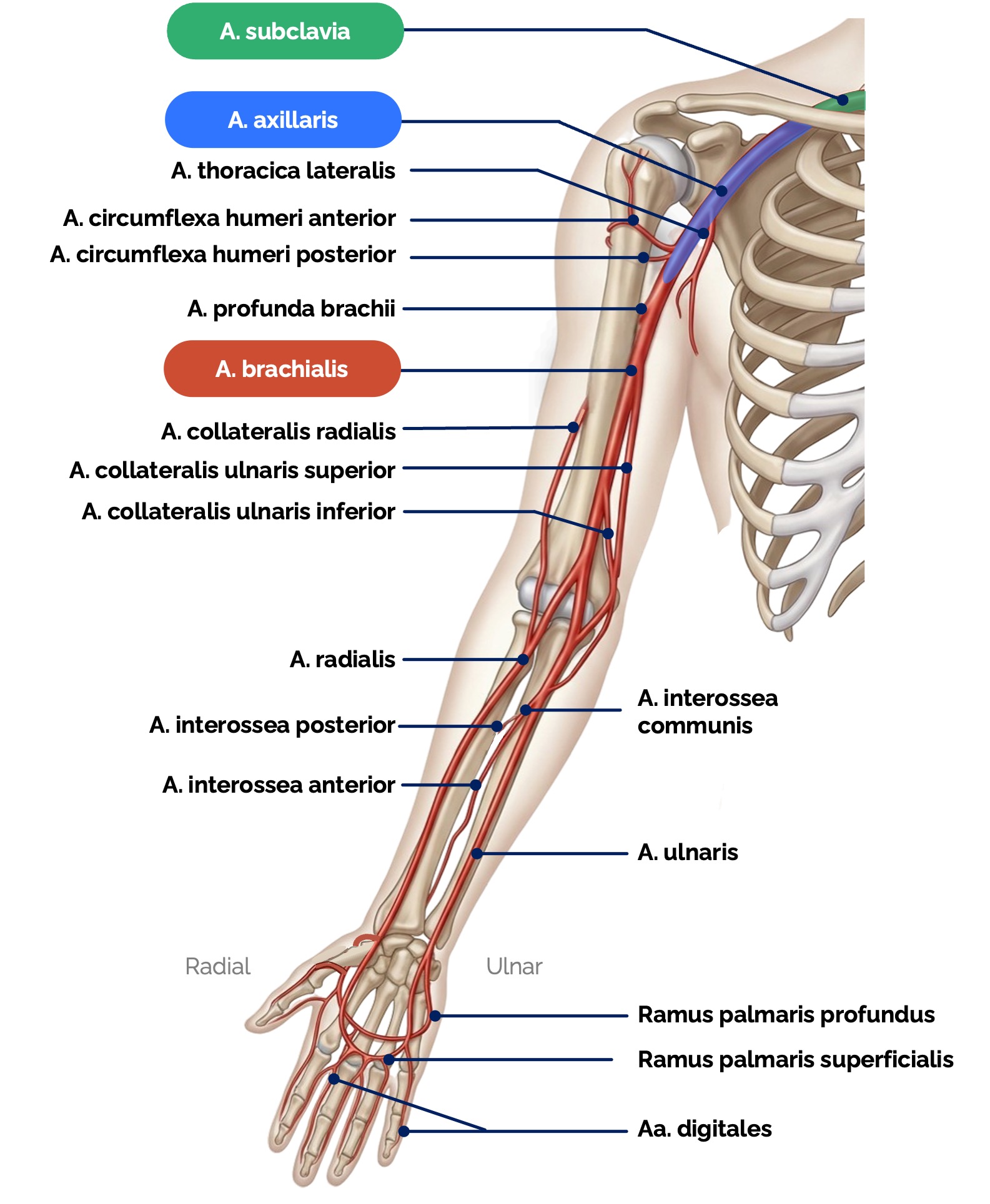 Arterielle Versorgung der oberen Extremität