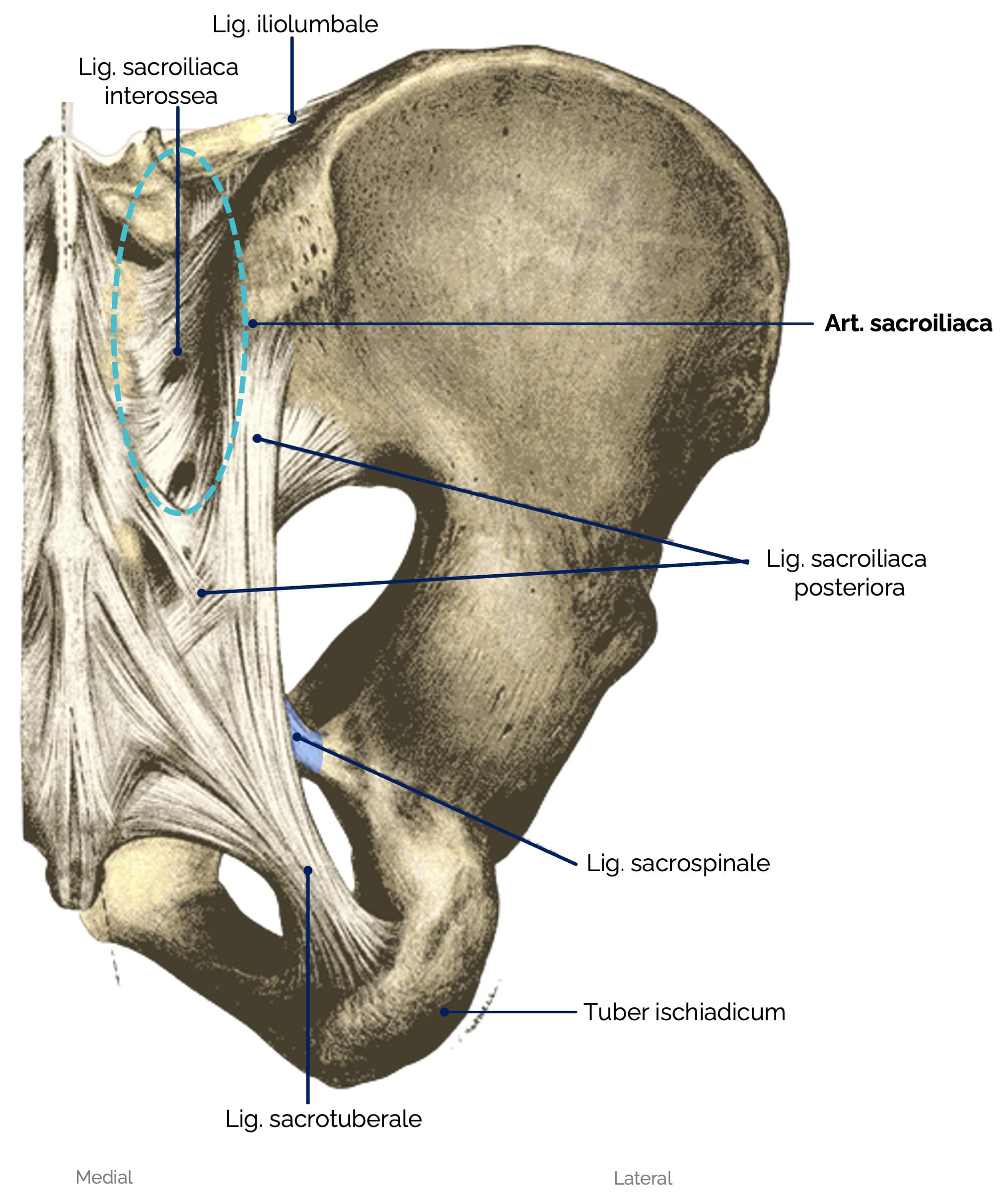 Gelenke und Bänder des Beckenrings