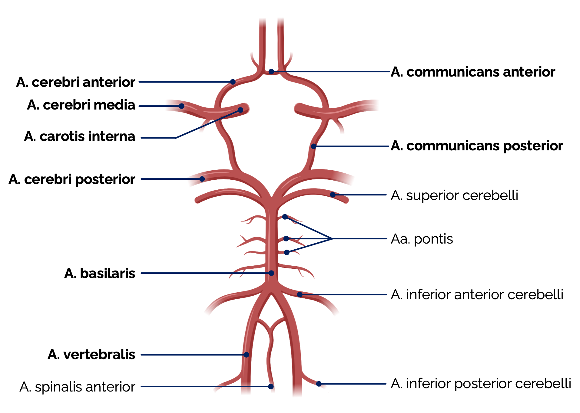 Circulus arteriosus cerebri