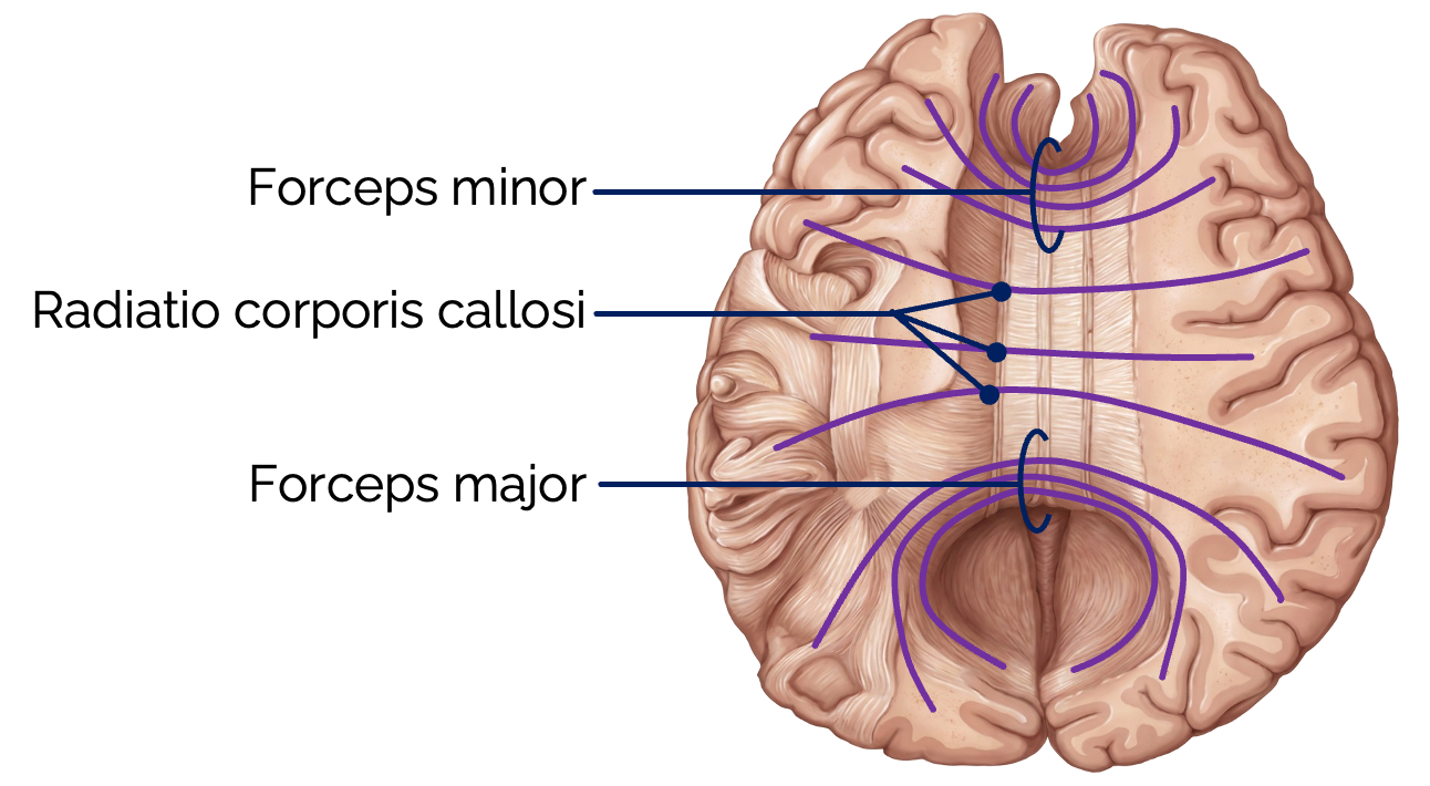 Corpus callosum (Ansicht von dorsal)