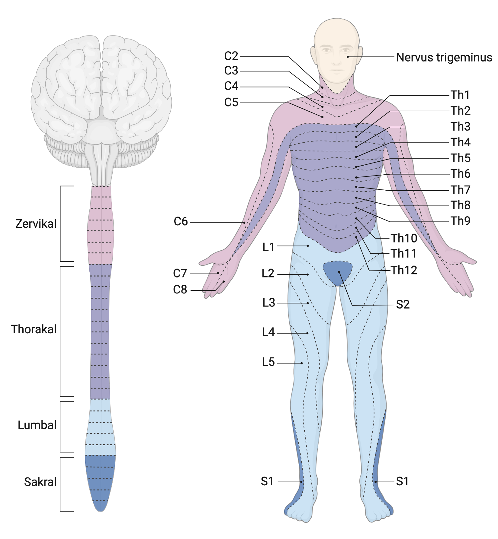 Dermatome