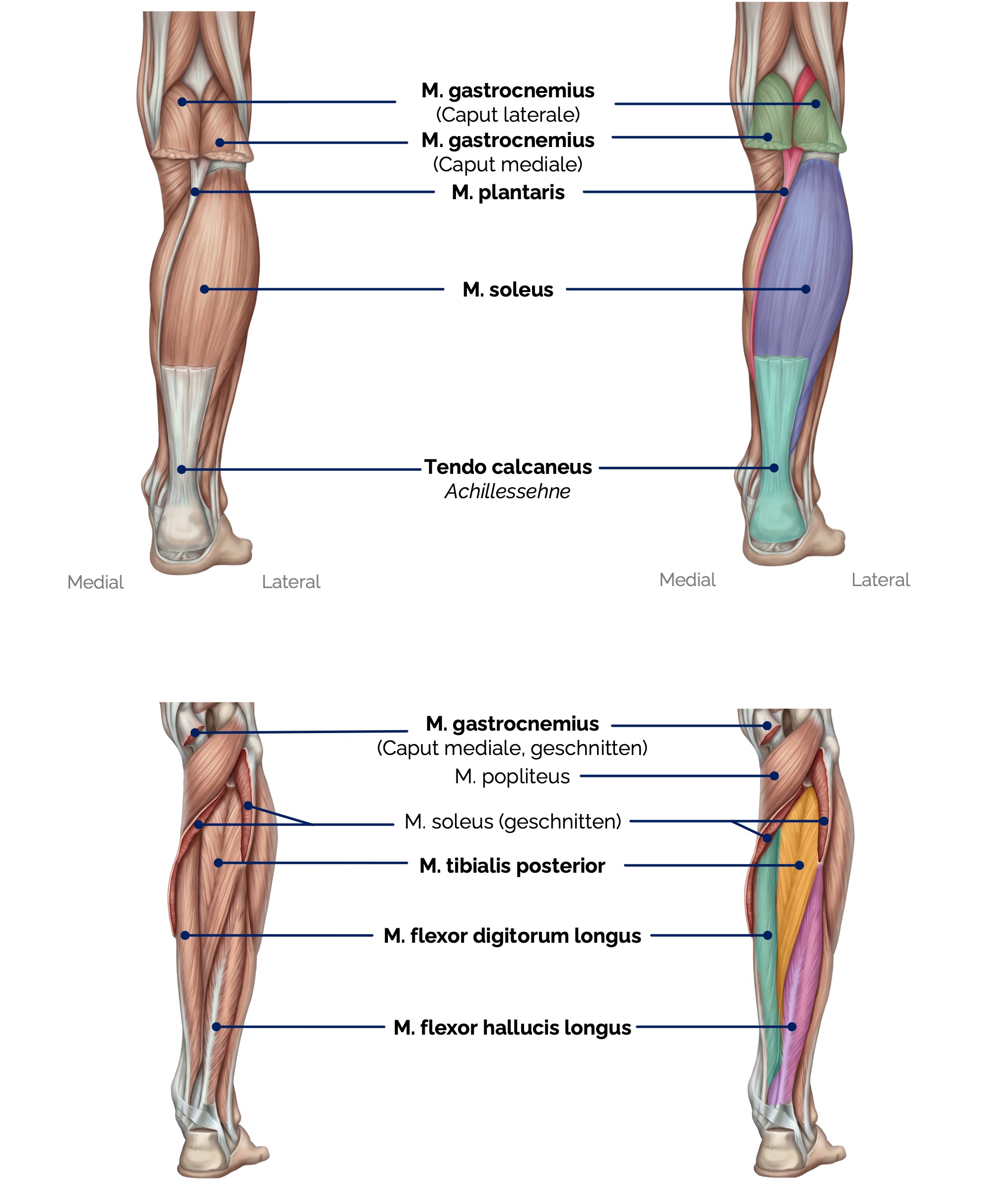 Dorsale Unterschenkelmuskeln