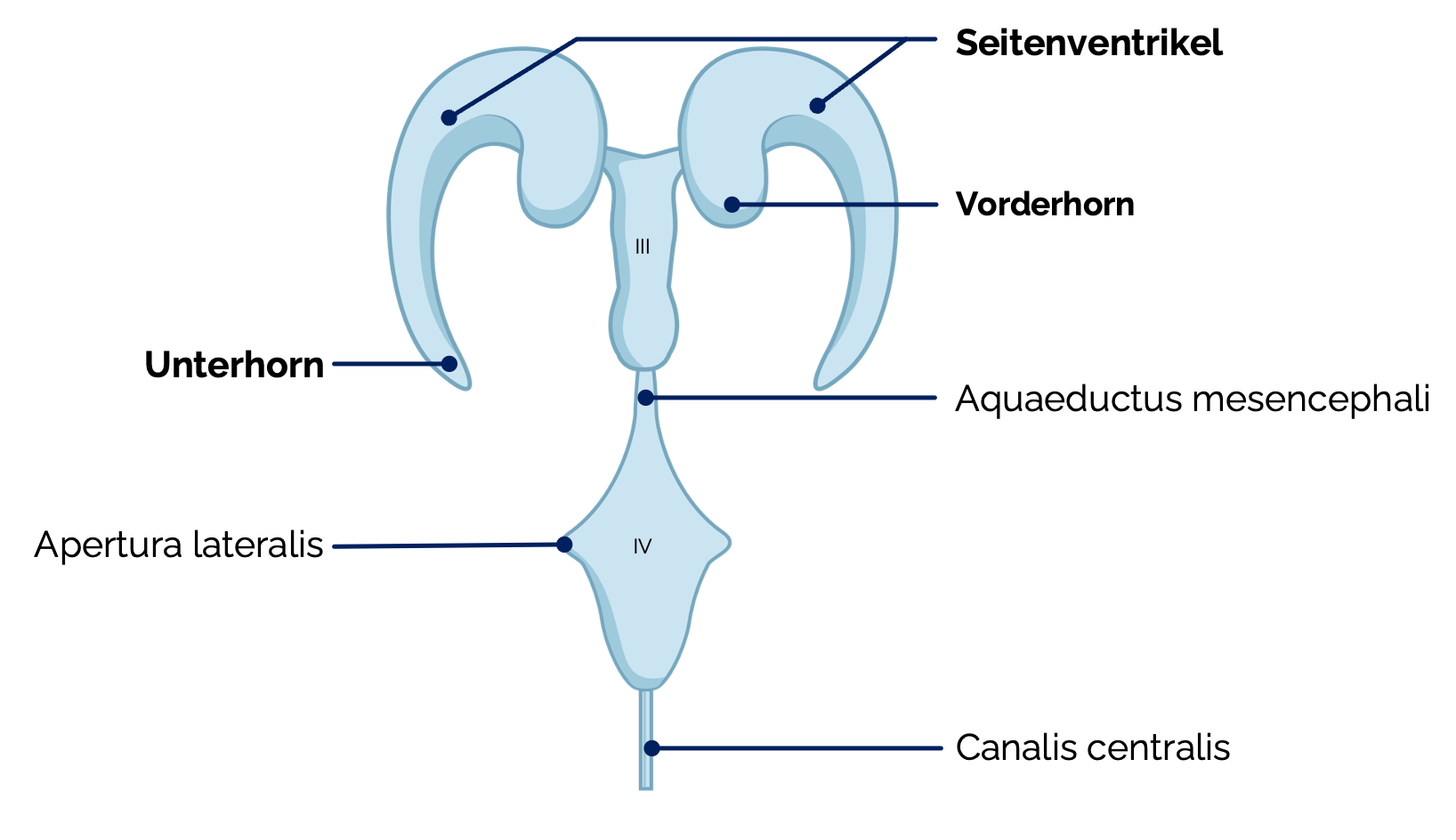 Dritter Ventrikel (Ventriculus tertius)