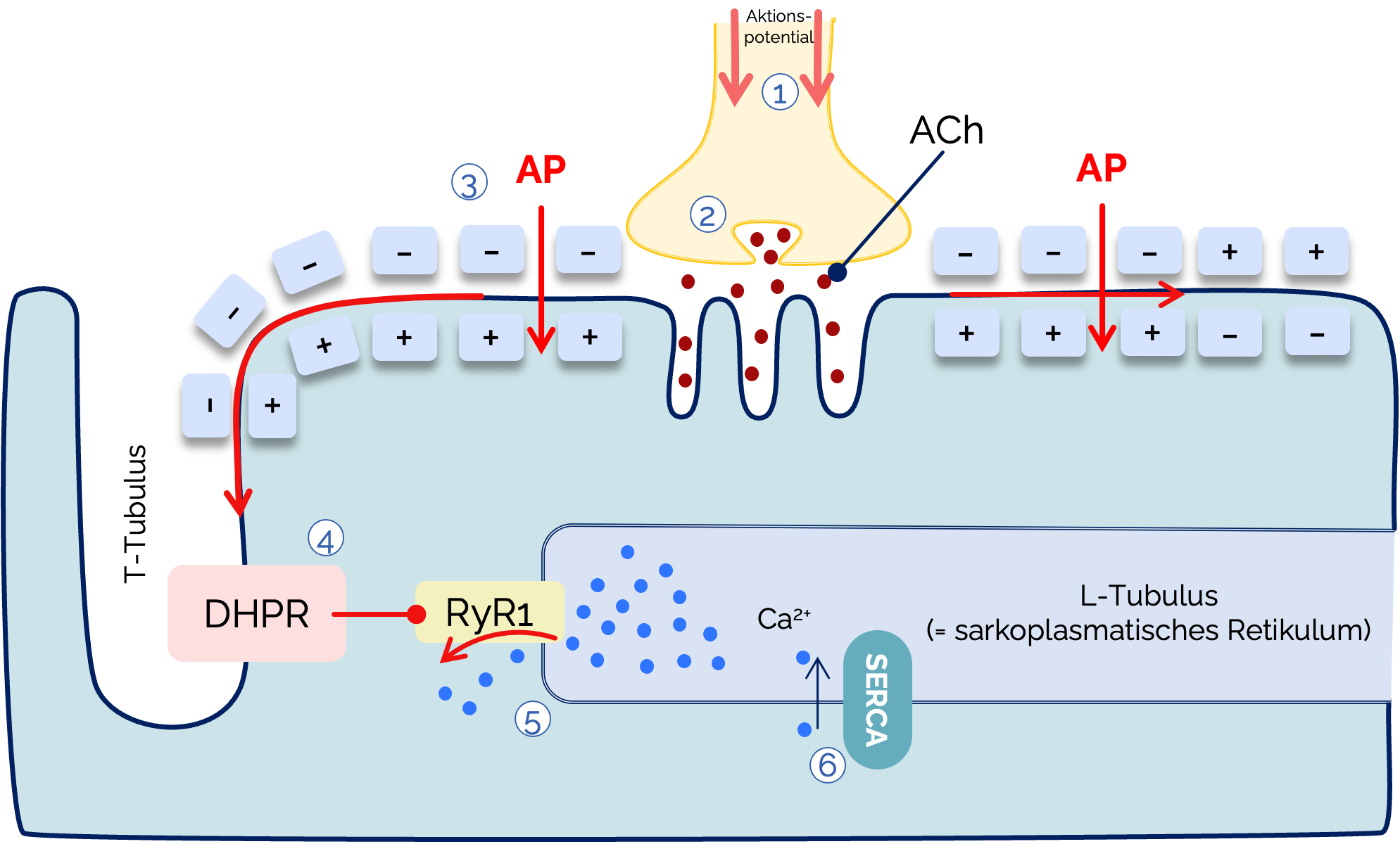 Elektromechanische Kopplung
