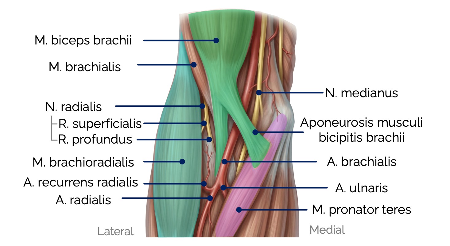 Ellenbeuge (Fossa cubitalis)