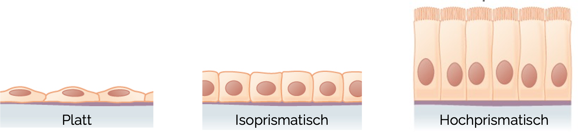 Kriterien zur Einteilung von Epithelien