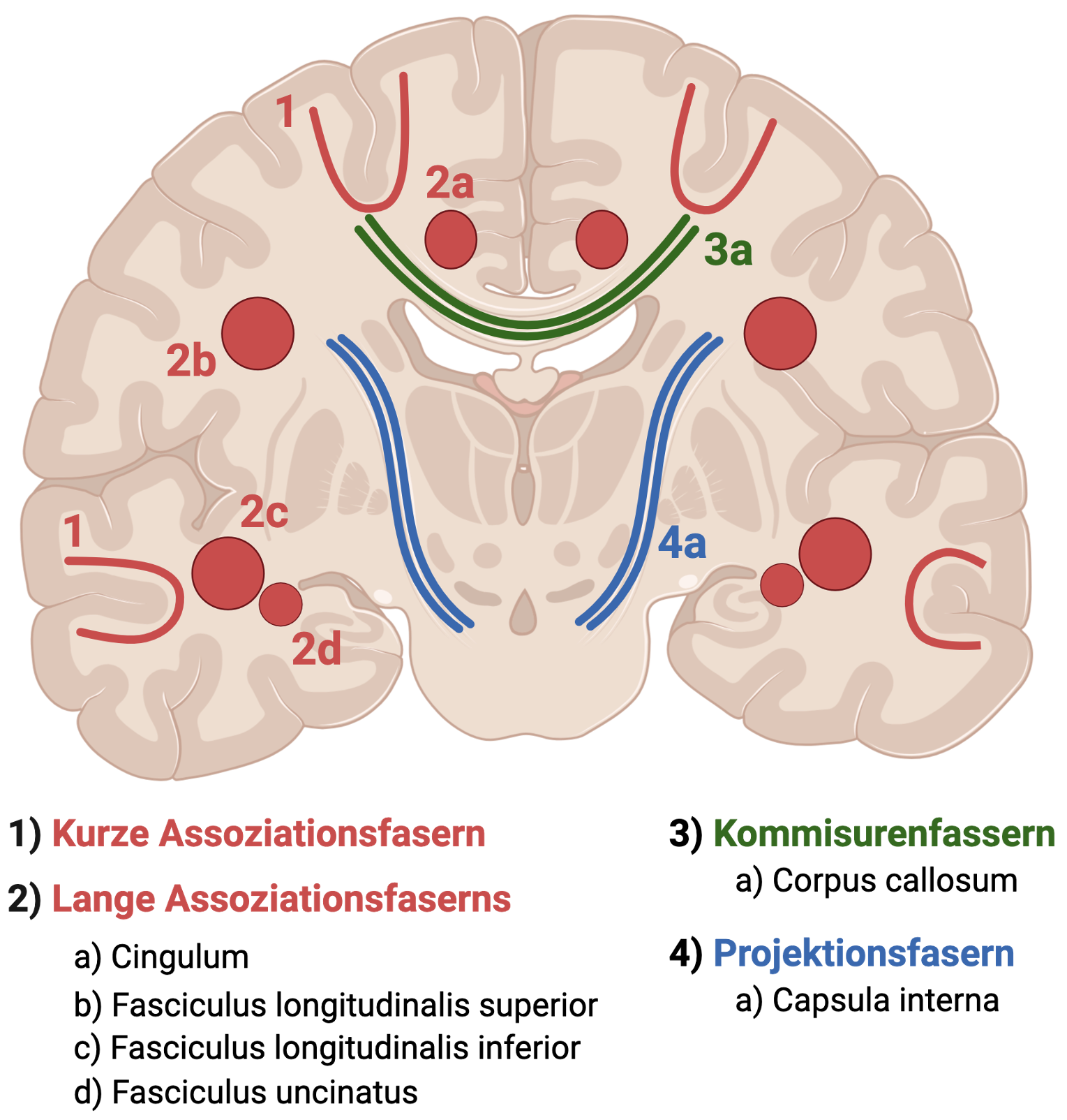 Faserbahnen des Telencephalons