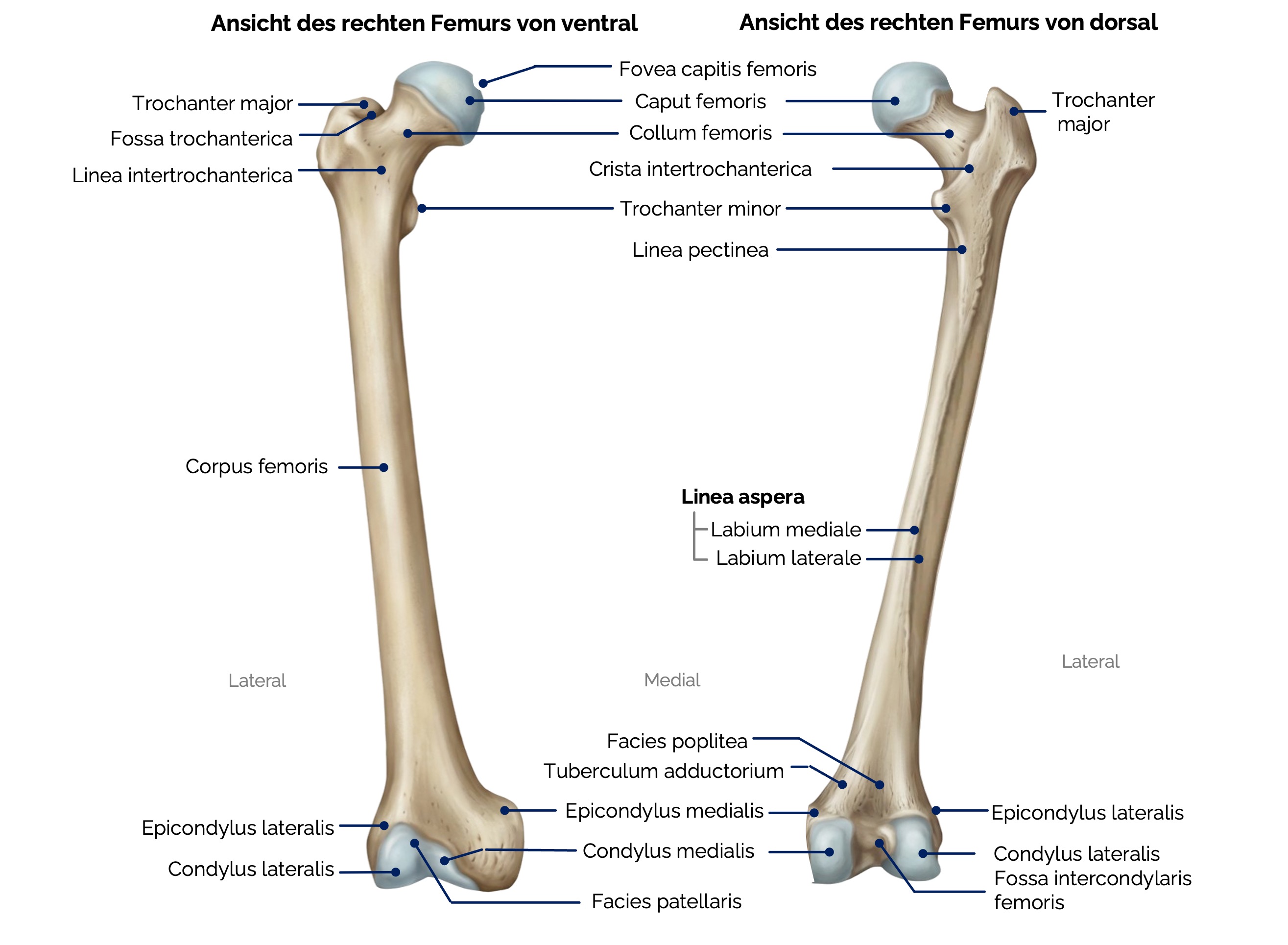 Oberschenkelknochen (Femur)