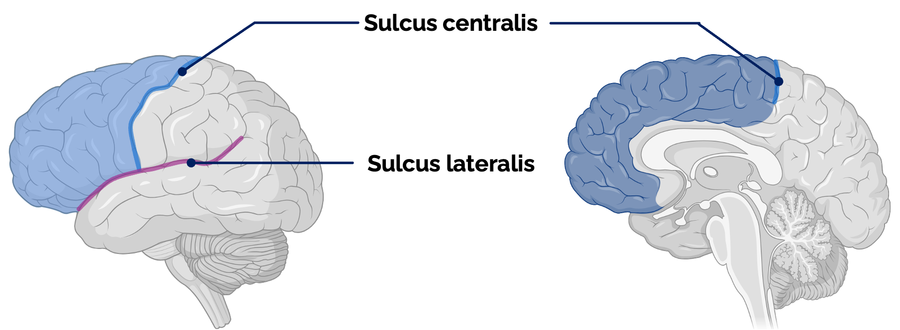 Sulcus centralis und Sulcus lateralis