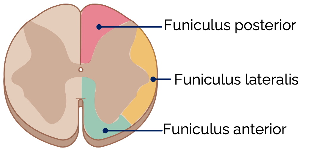 Funiculi des Rückenmarks