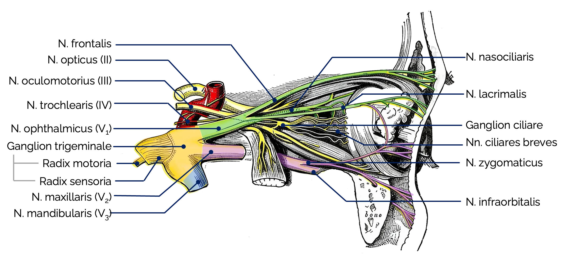 N. ophthalmicus (V1) und Ganglion trigeminale (Ansicht von lateral)
