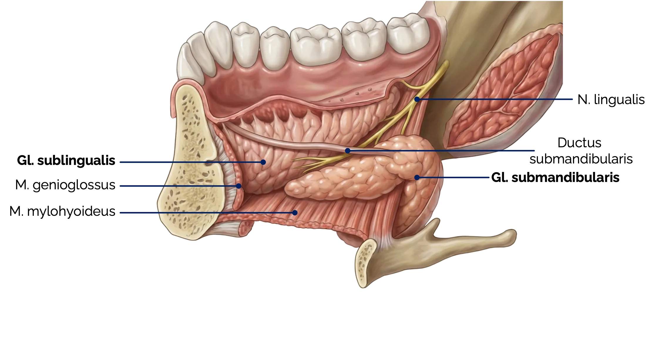 Glandula submandibularis und sublingualis