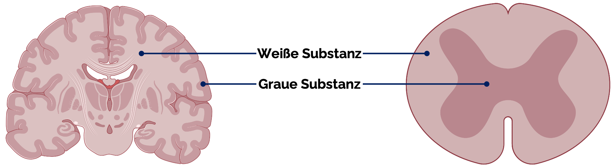 Graue und weiße Substanz