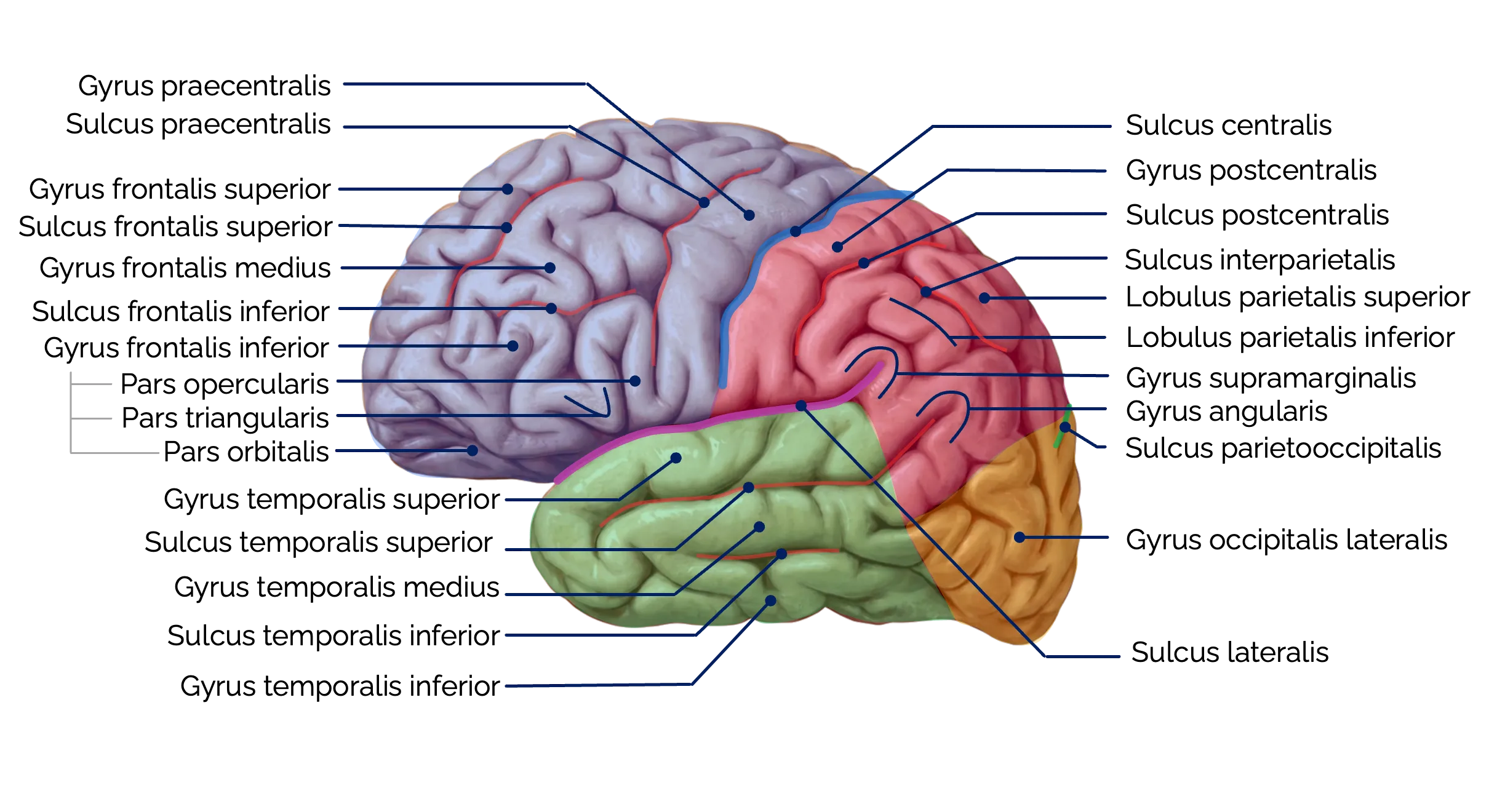 Sulci und Gyri des Großhirns (Ansicht von der Seite)