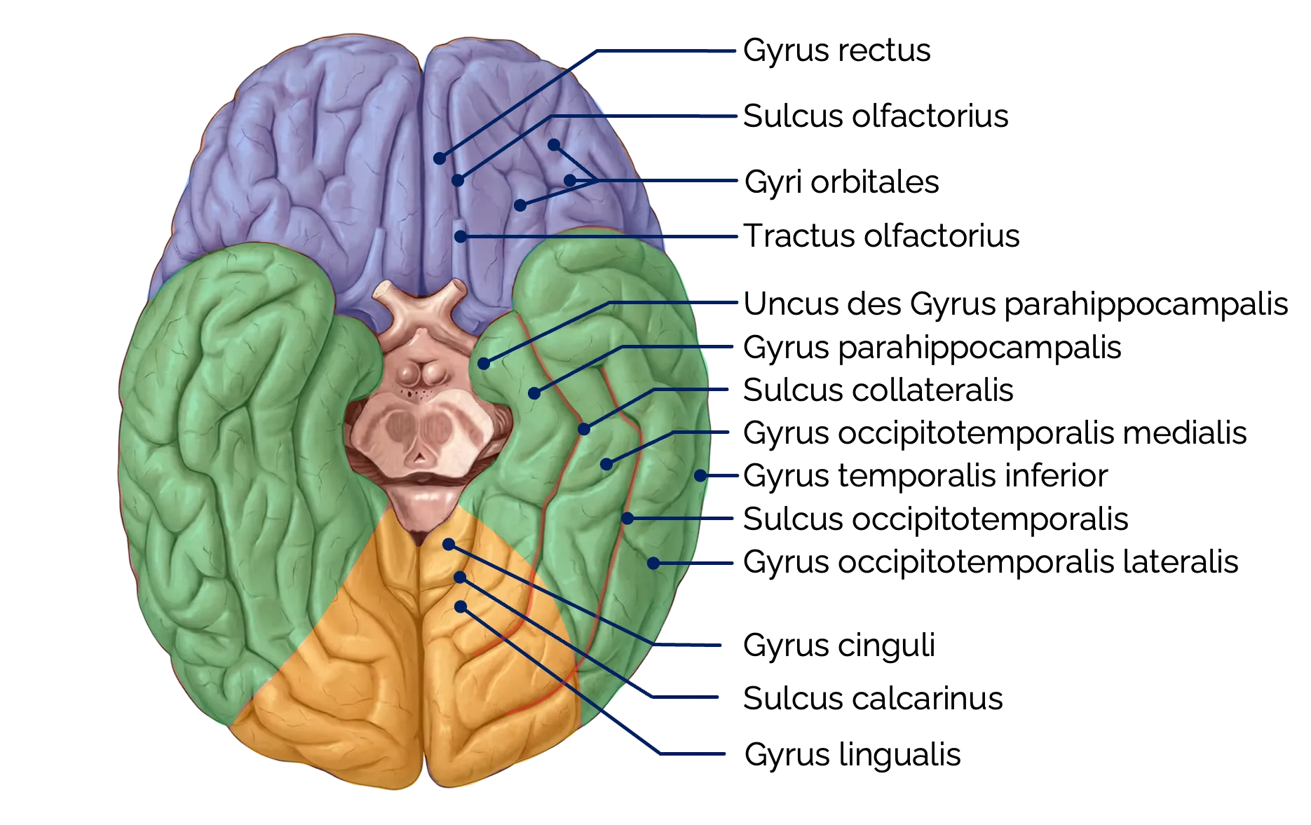 Sulci und Gyri des Großhirns (Ansicht von unten)